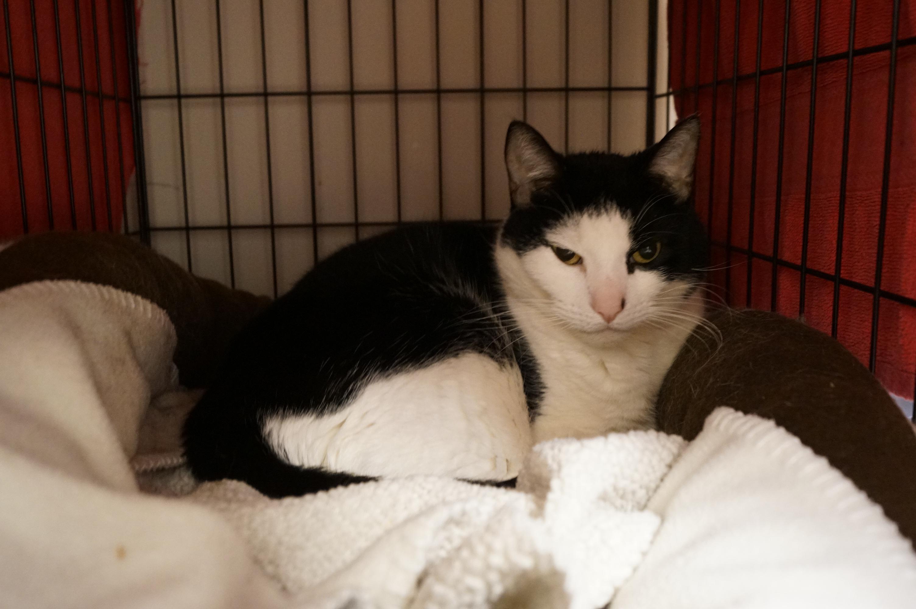 Jax, Adult Male unknown
