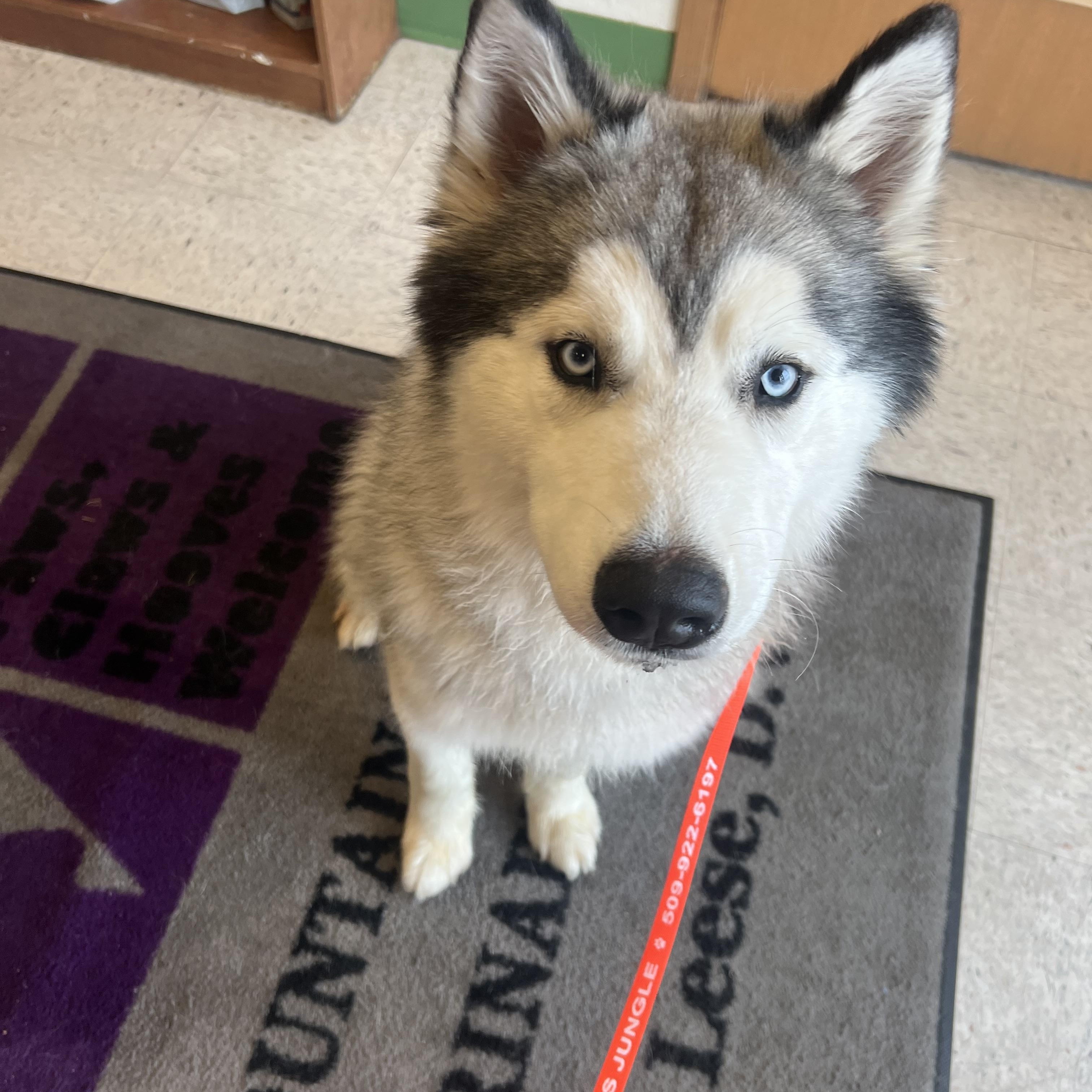 Enlarge Fish, an adoptable Husky in Spokane, WA image 2/2