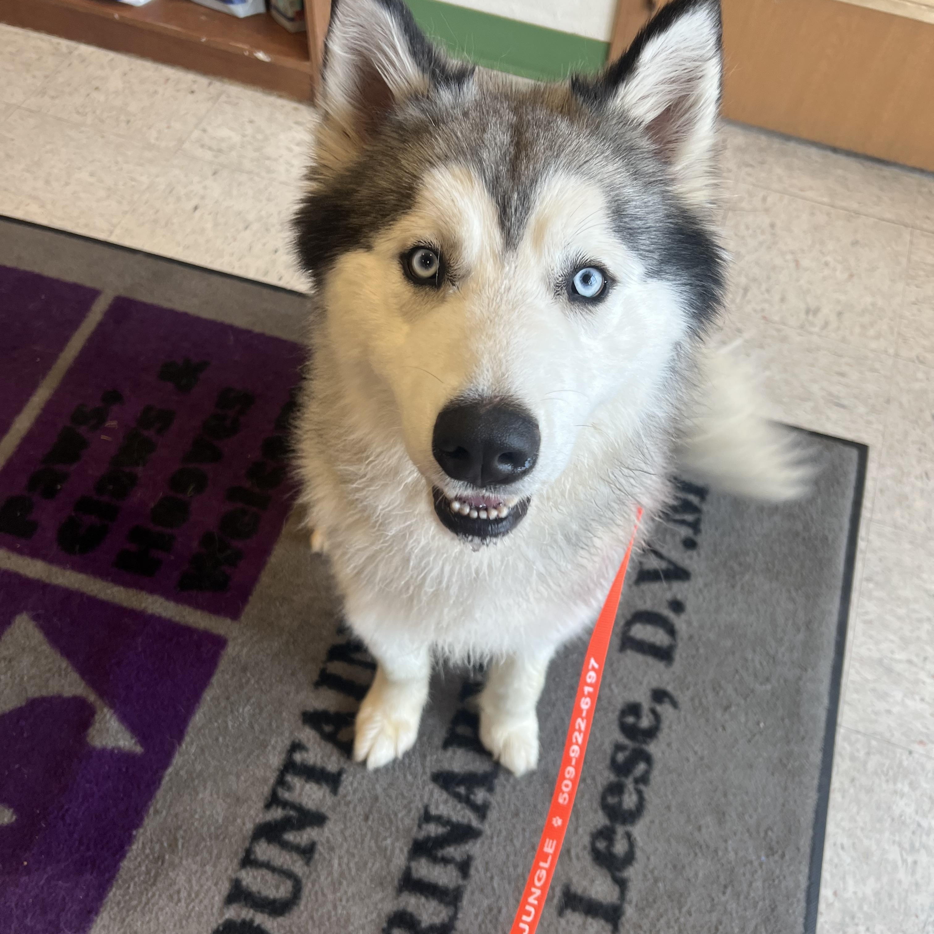 Fish, adoptable, Adult Male Husky.