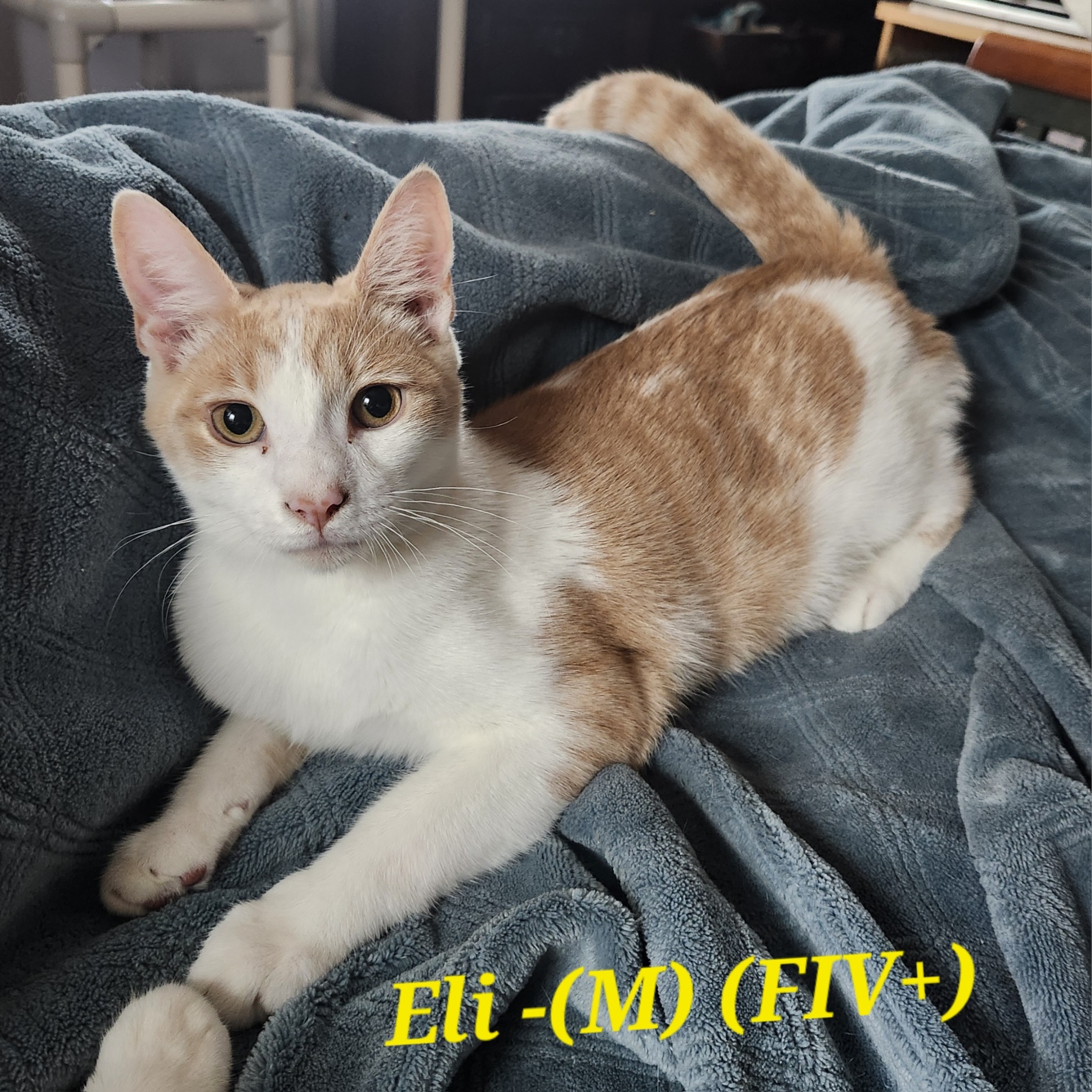 Eli, Adoptable, Kitten Male Domestic Short Hair & Tabby.