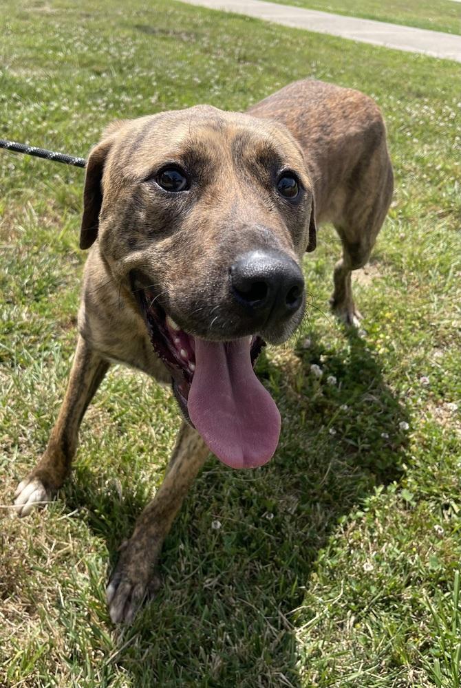 Warren, Adopted, Adult Male Mixed Breed.