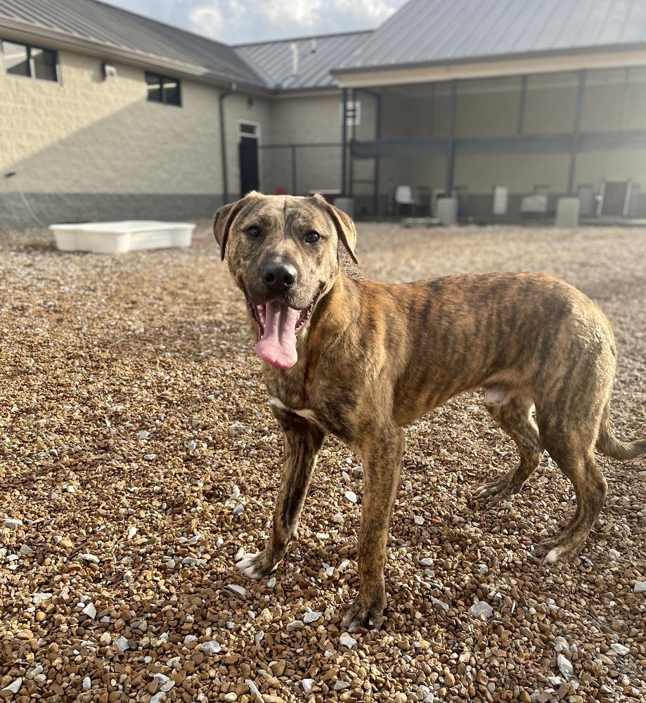 Enlarge Warren, a Adopted mixed breed in Dickson, TN image 2/5