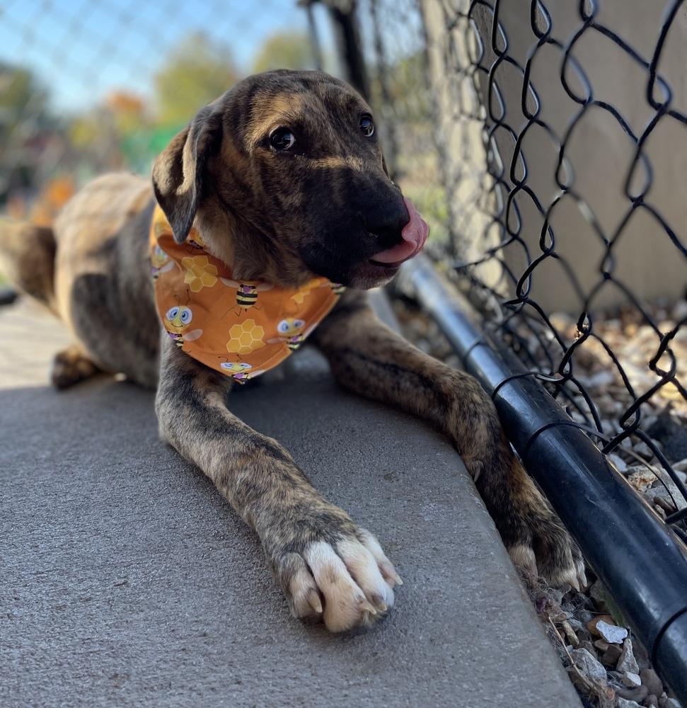 Enlarge Warren, a Adopted mixed breed in Dickson, TN image 4/5
