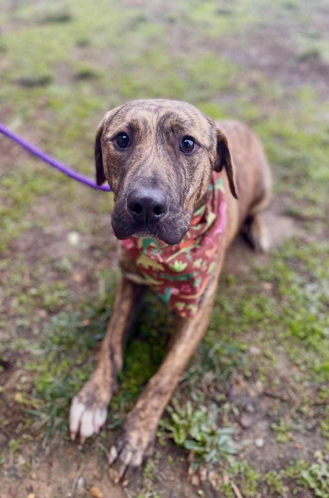 Enlarge Warren, a Adopted mixed breed in Dickson, TN image 5/5