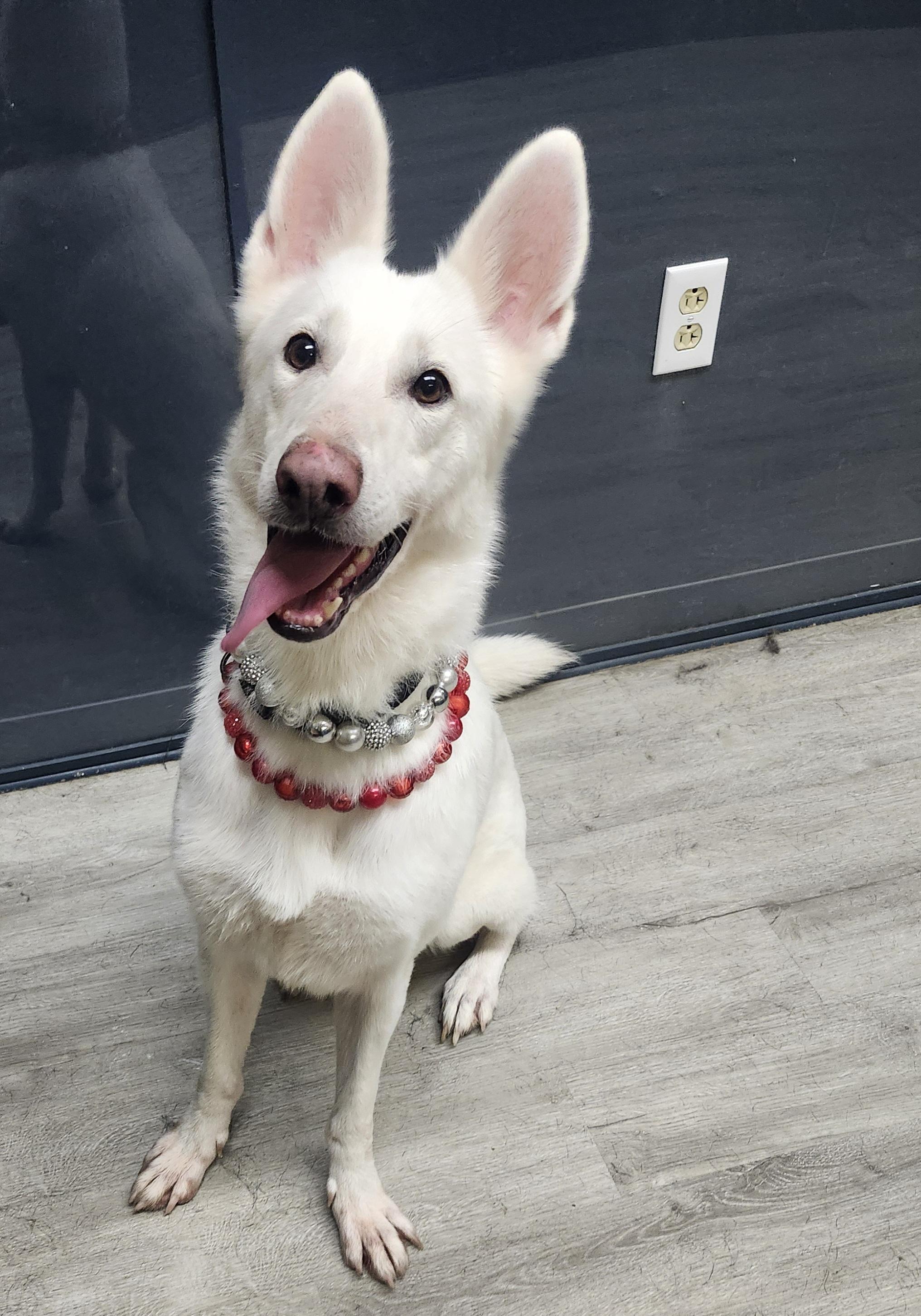 Pound Cake, Adopted, Young Female German Shepherd Dog.
