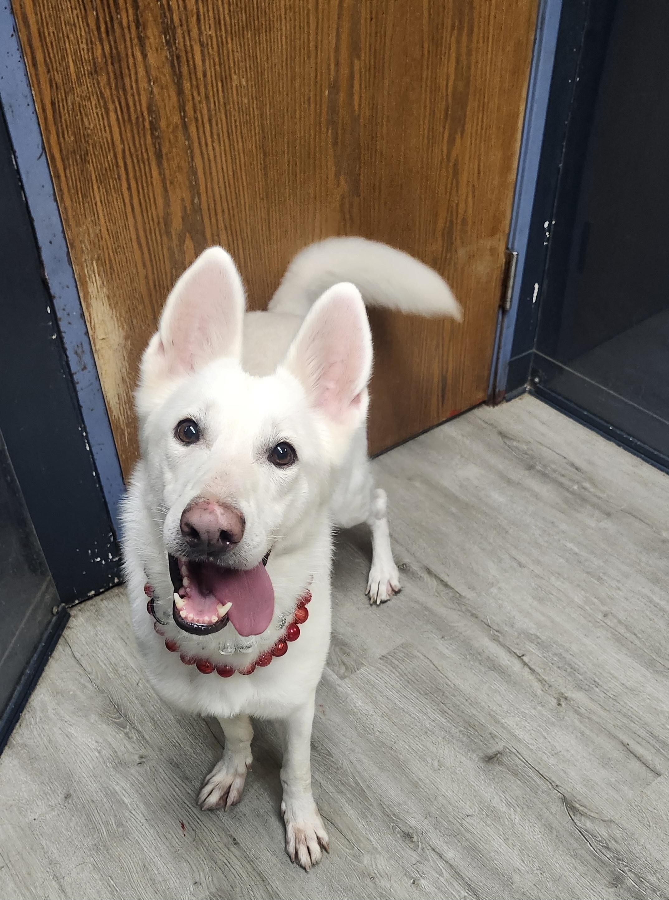 Enlarge Pound Cake, a Adopted mixed breed in Mansfield, OH image 2/4