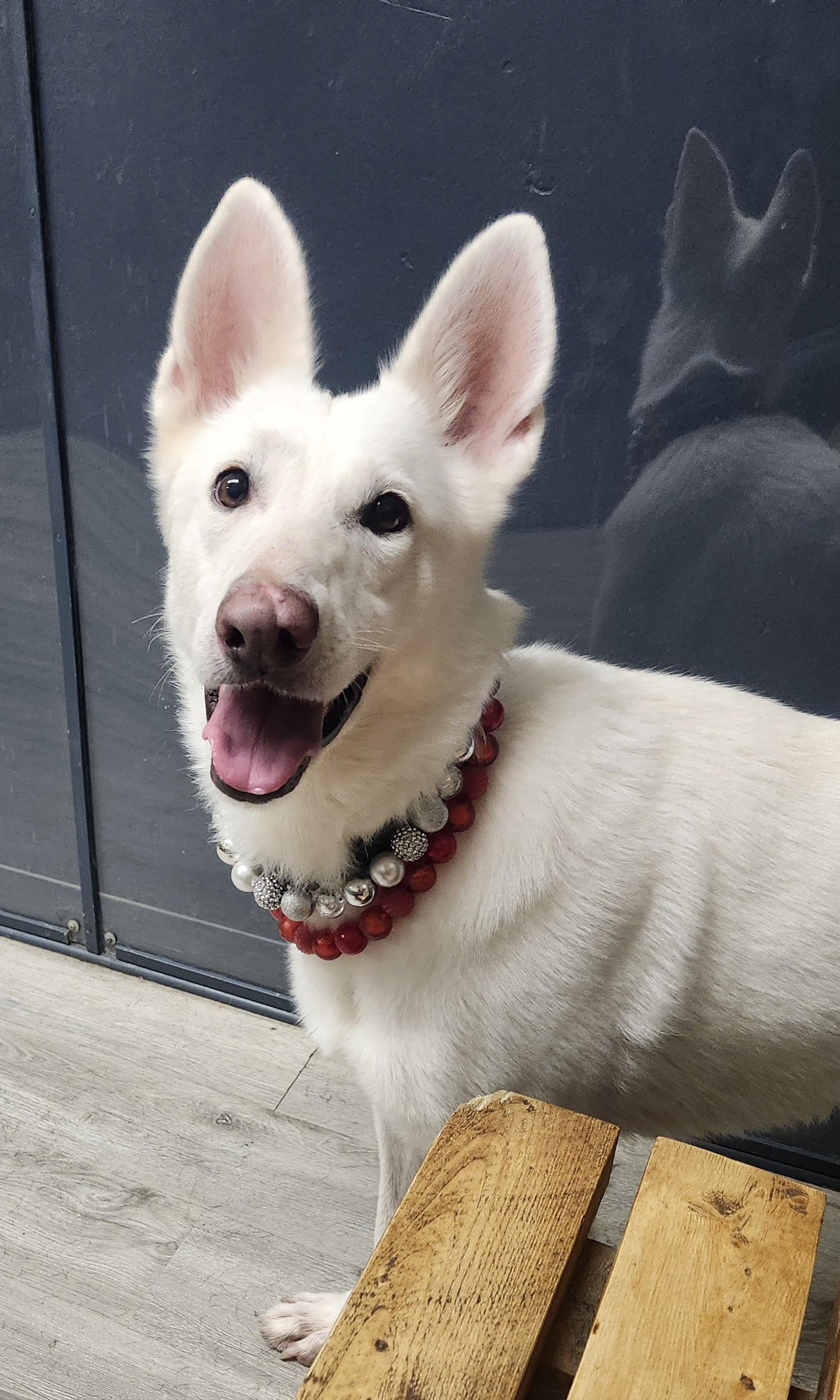 Enlarge Pound Cake, a Adopted mixed breed in Mansfield, OH image 3/4