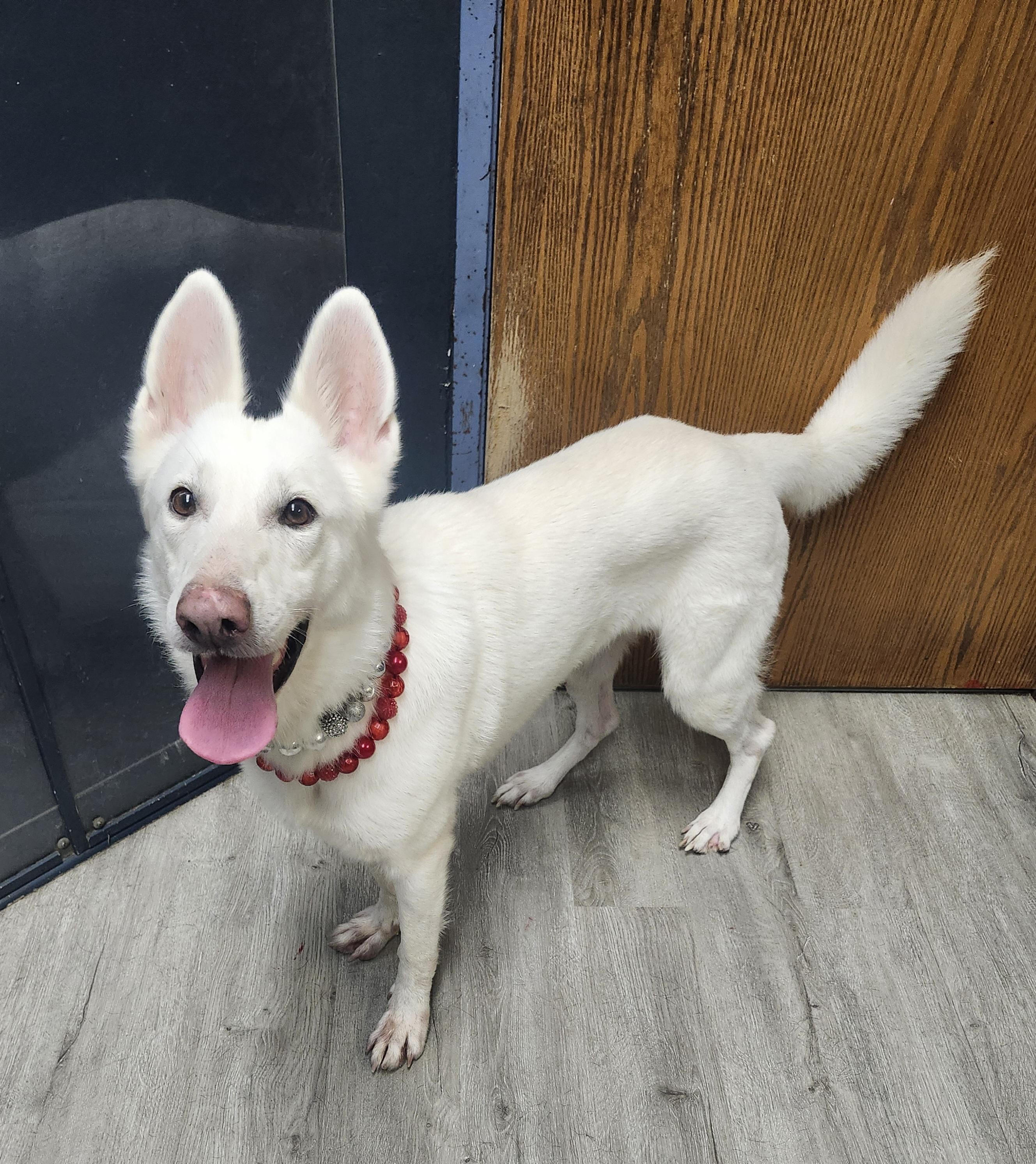 Enlarge Pound Cake, a Adopted mixed breed in Mansfield, OH image 4/4