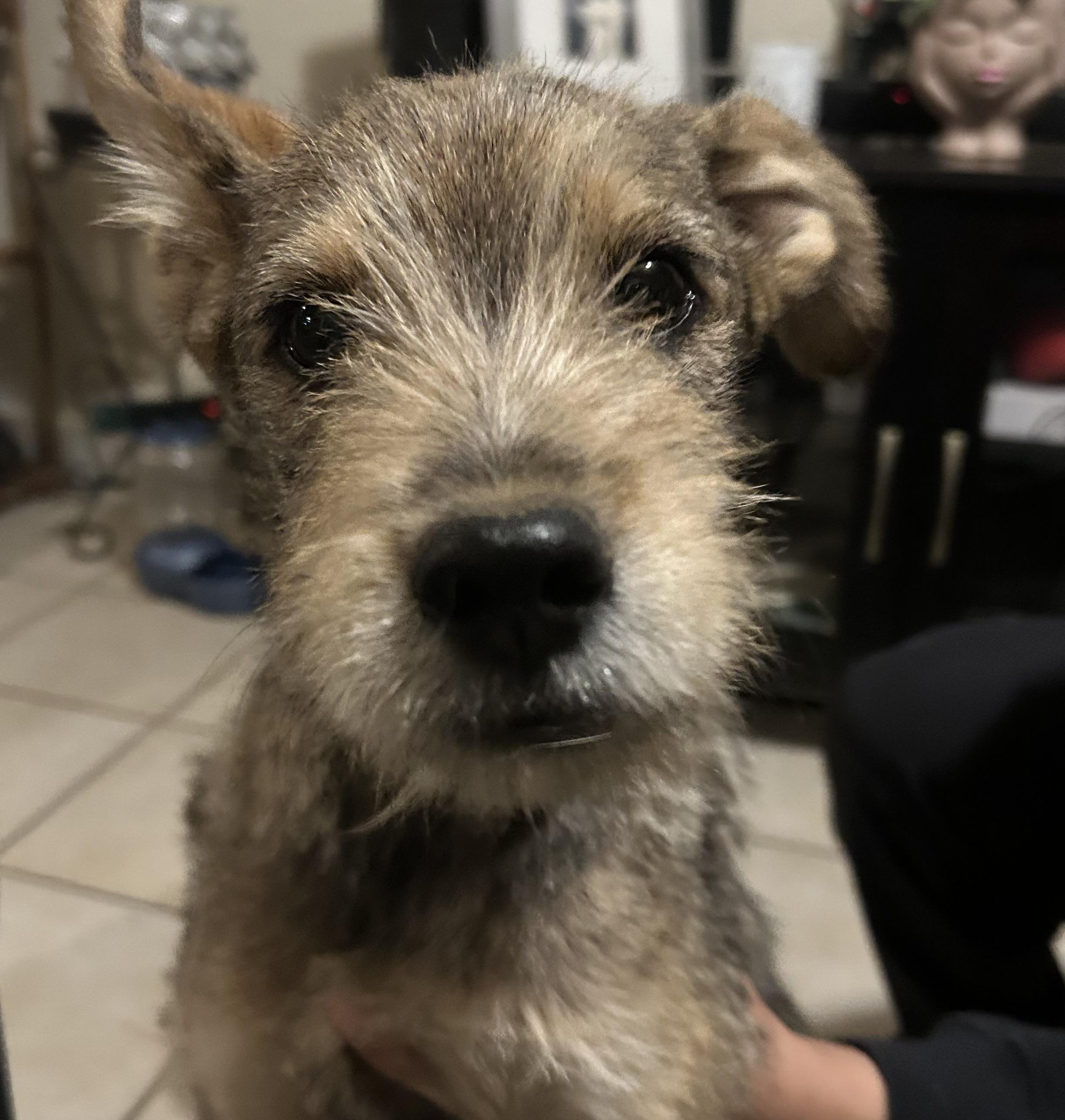 Pipe, ADOPTABLE, Young Male Schnauzer & Border Terrier.