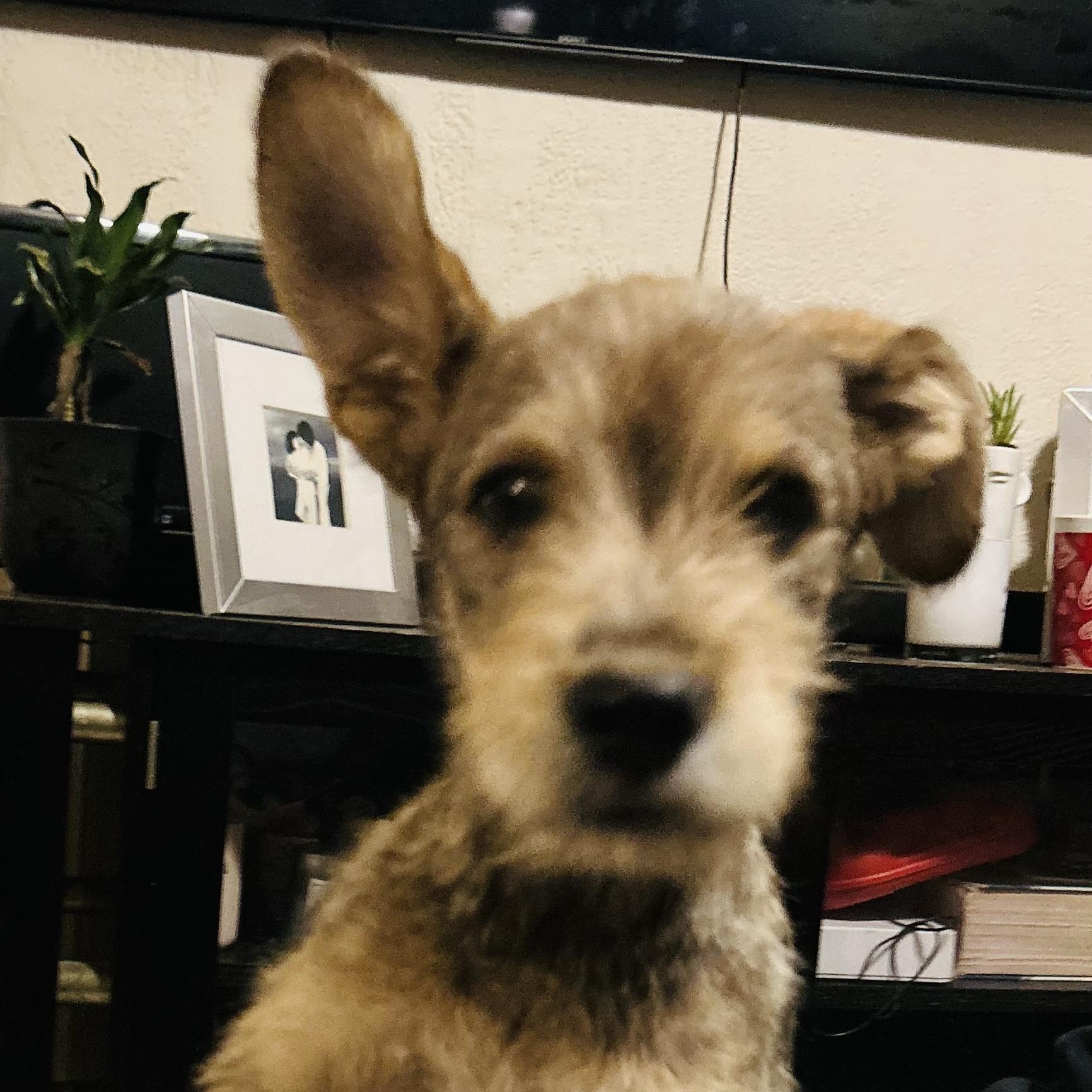 Enlarge Pipe, a ADOPTABLE mixed breed in San Diego, CA image 2/5