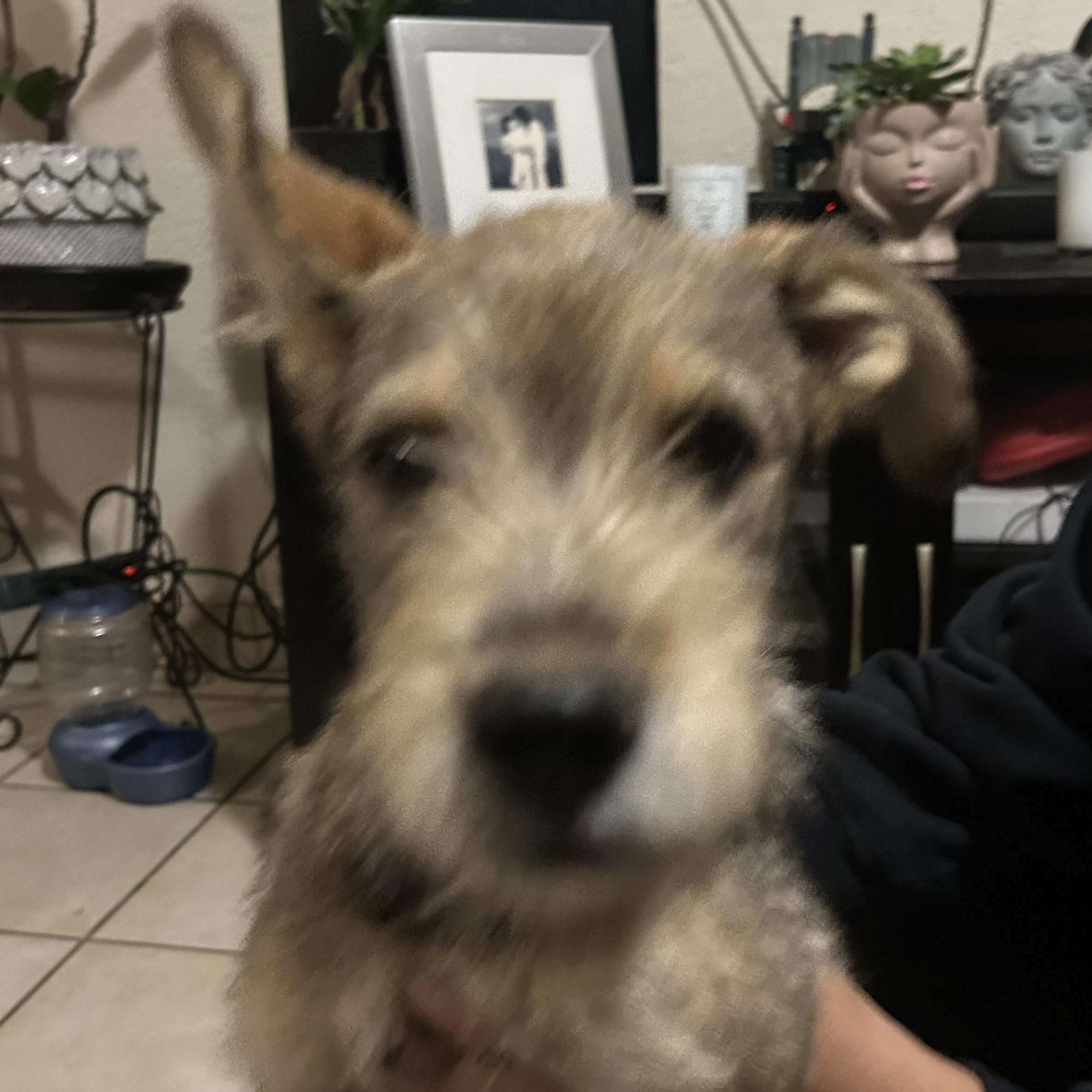 Enlarge Pipe, a ADOPTABLE mixed breed in San Diego, CA image 3/5