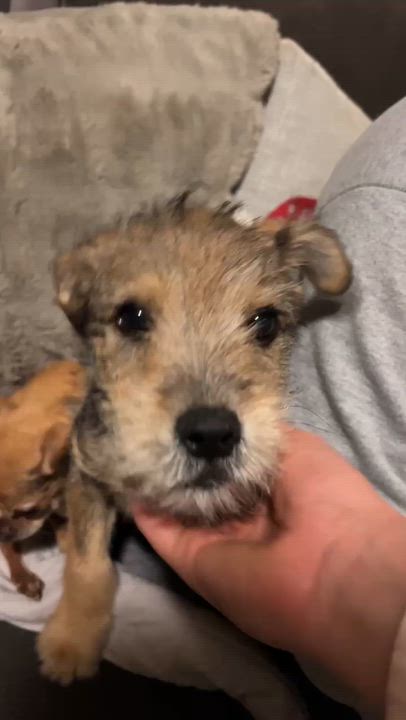 Enlarge Pipe, a ADOPTABLE mixed breed in San Diego, CA video 4/5