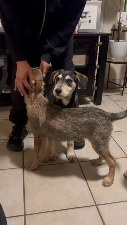 Enlarge Pipe, a ADOPTABLE mixed breed in San Diego, CA video 5/5