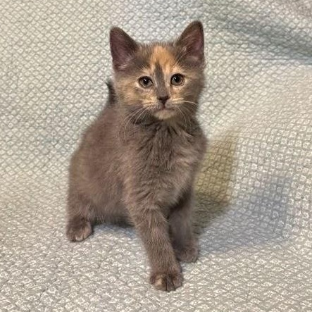 Enlarge Coral, an adopted Domestic Short Hair in Waterloo, IA image 1/6
