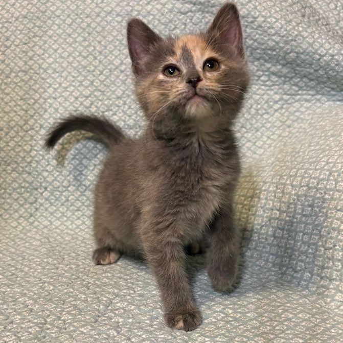 Enlarge Coral, an adopted Domestic Short Hair in Waterloo, IA image 3/6