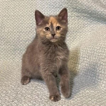 Enlarge Coral, an adopted Domestic Short Hair in Waterloo, IA image 6/6