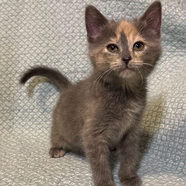 Enlarge Coral, an adopted Domestic Short Hair in Waterloo, IA image 4/6