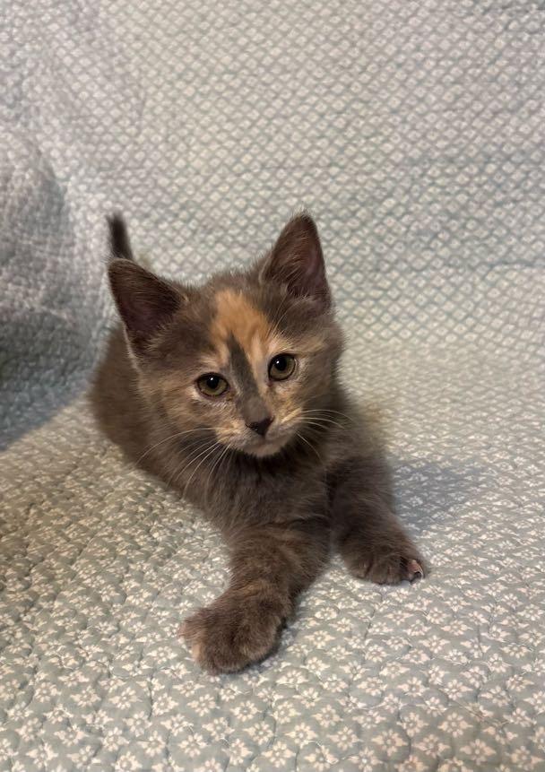 Enlarge Coral, an adopted Domestic Short Hair in Waterloo, IA image 5/6