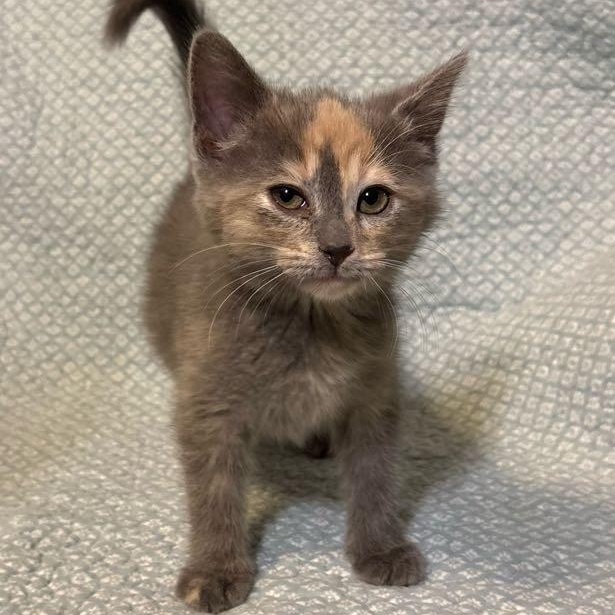 Enlarge Coral, an adopted Domestic Short Hair in Waterloo, IA image 2/6