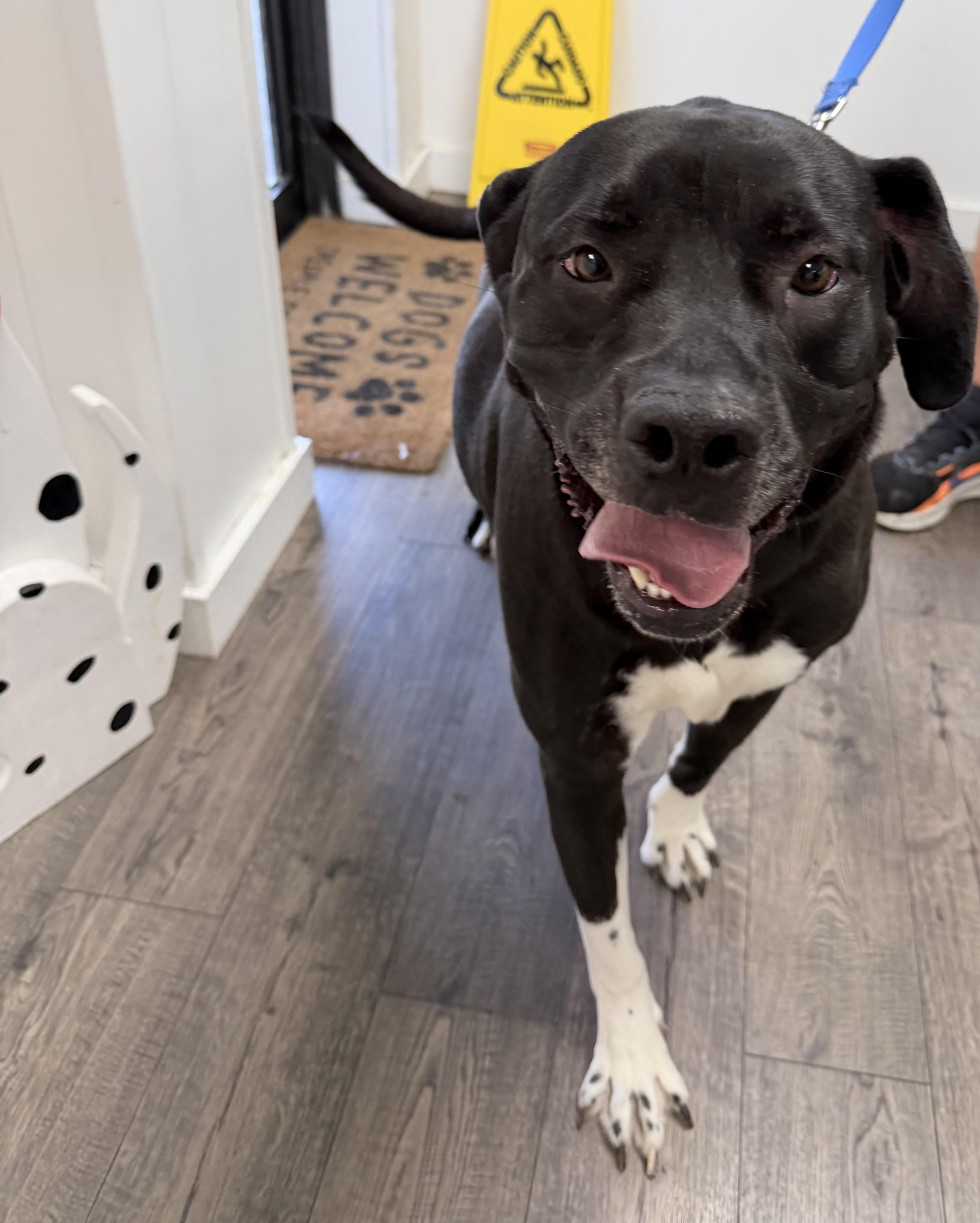 Rex, a ADOPTABLE Mixed Breed in Palm springs, FL image 1/2