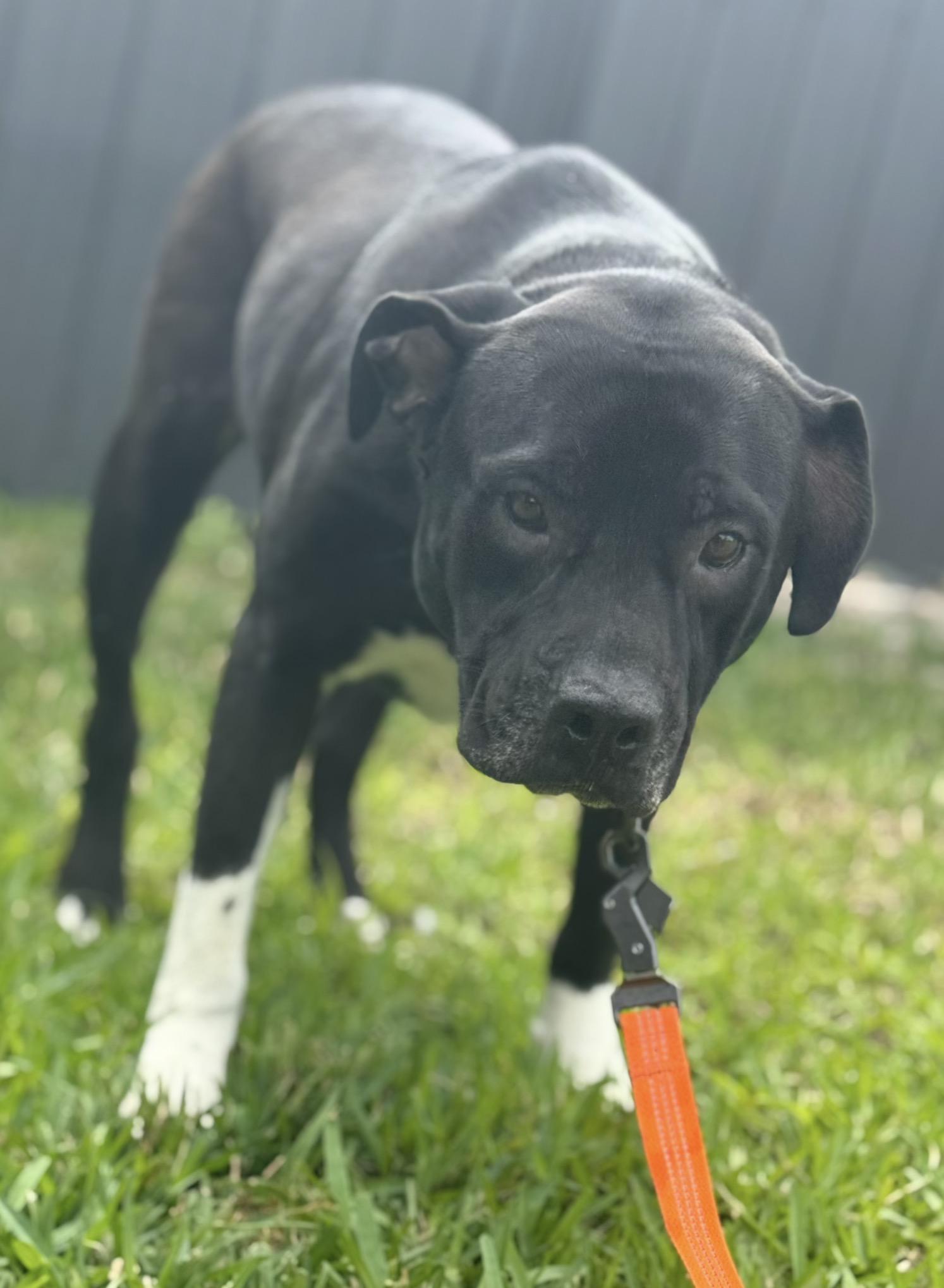 Rex, ADOPTABLE, Adult Male Mixed Breed.