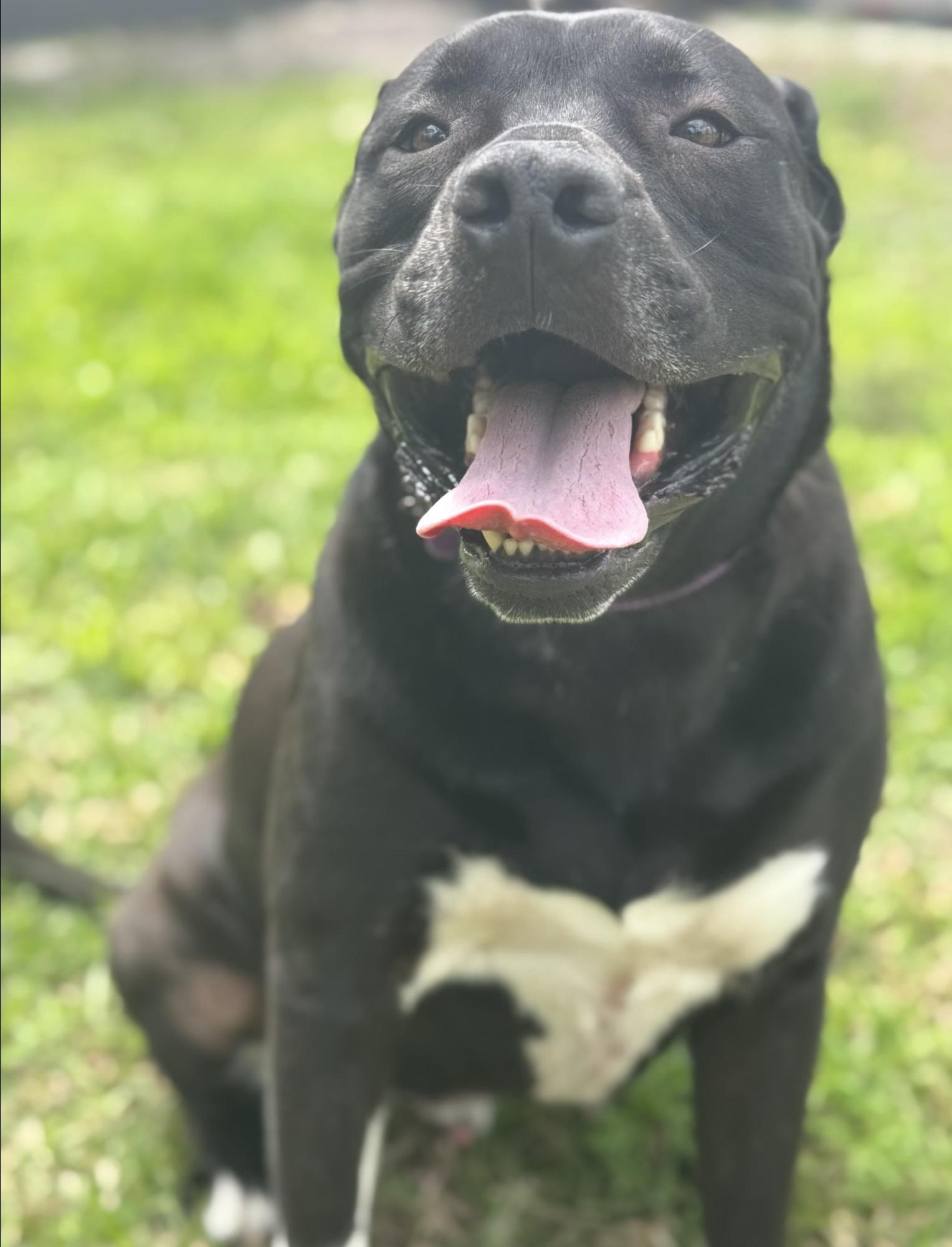 Enlarge Rex, a ADOPTABLE Mixed Breed in Palm springs, FL image 2/2