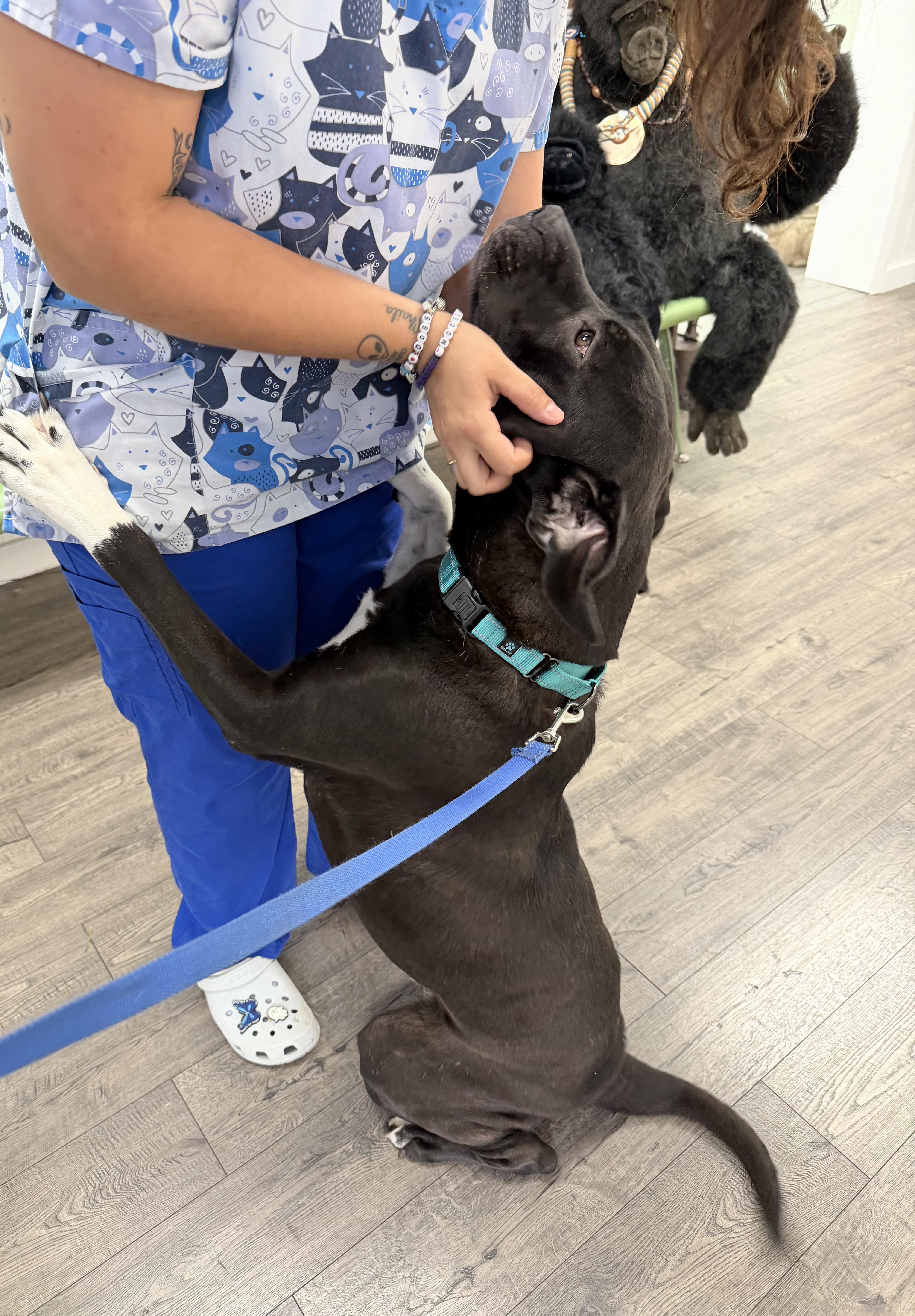 Rex, a ADOPTABLE Mixed Breed in Palm springs, FL image 2/2