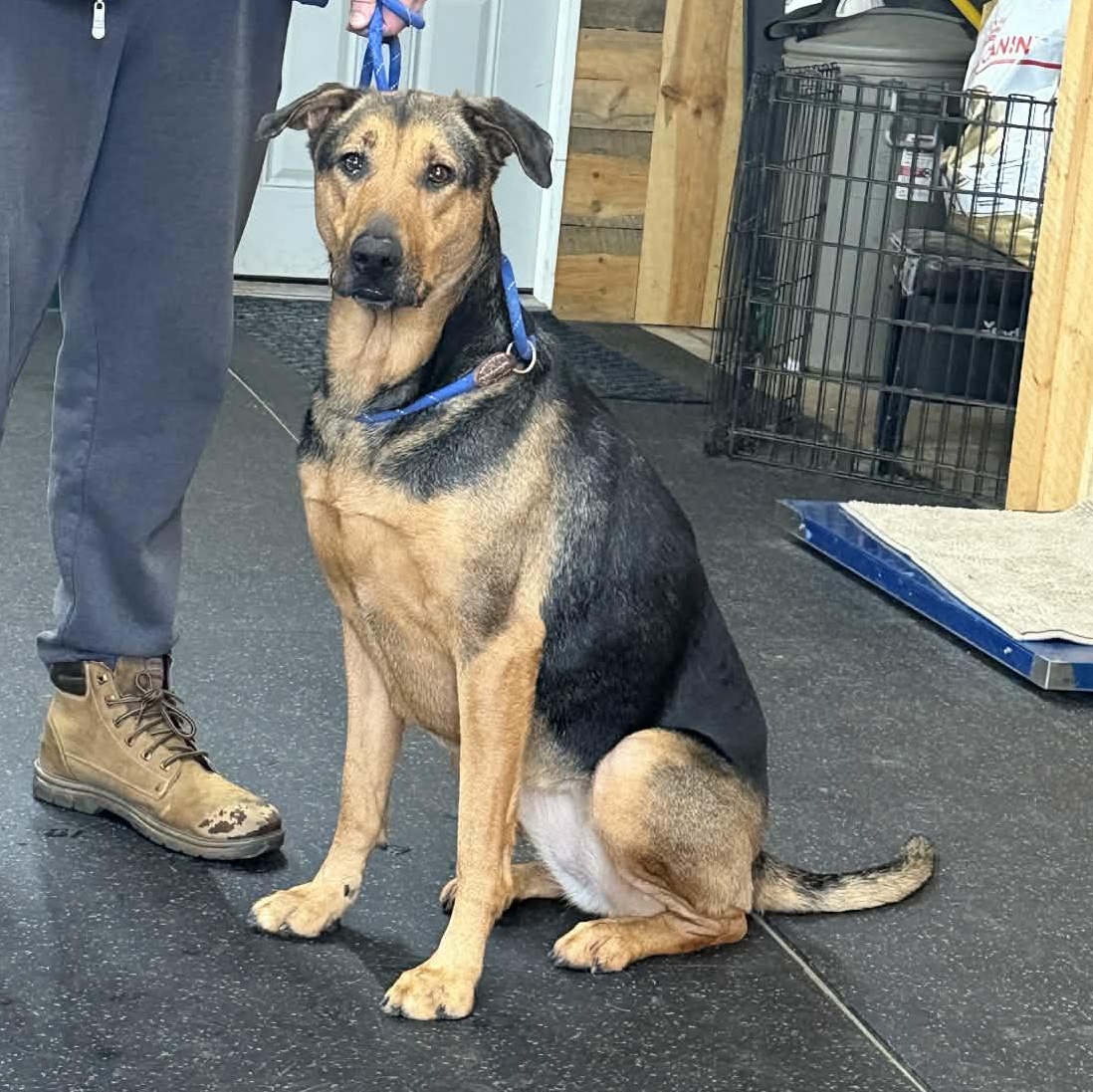 Enlarge Misty, a ADOPTABLE mixed breed in Lisle, ON image 1/2