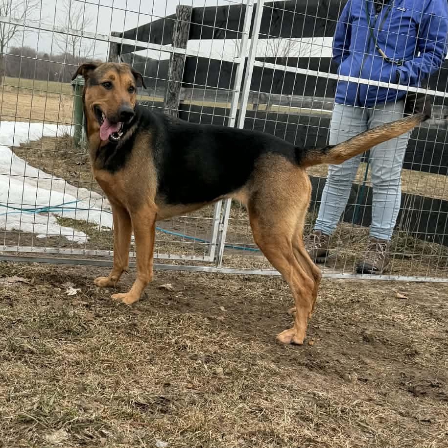 Enlarge Misty, a ADOPTABLE mixed breed in Lisle, ON image 2/2