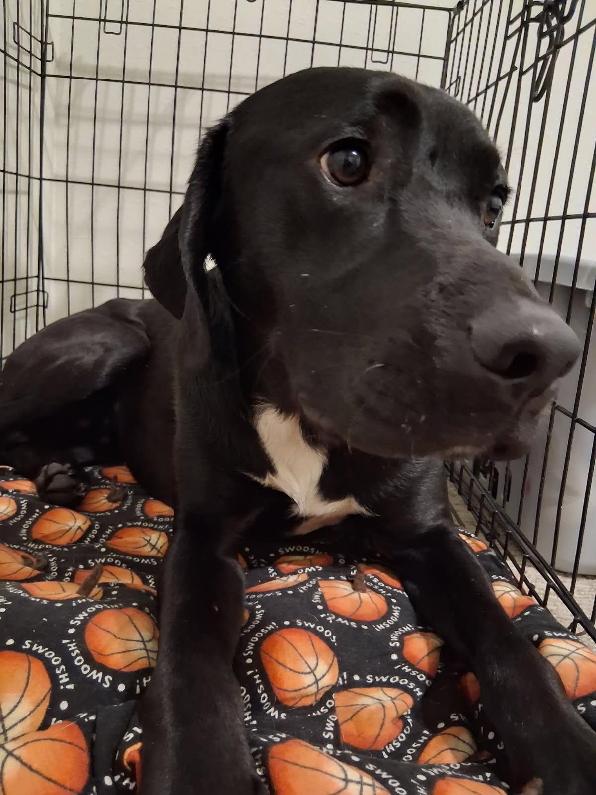 Enlarge Duke, an adopted mixed breed in Coarsegold, CA image 2/4