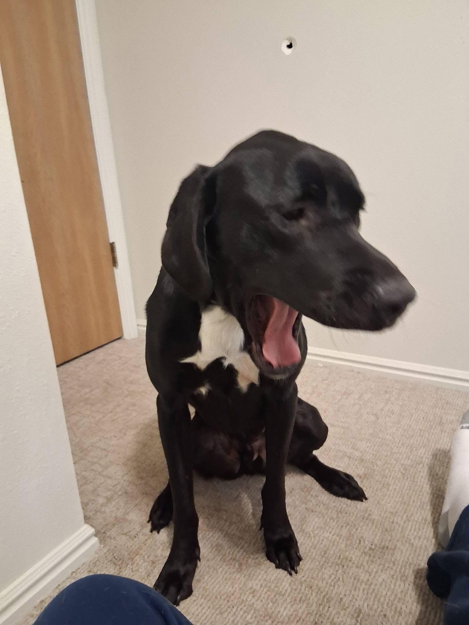 Enlarge Duke, an adopted mixed breed in Coarsegold, CA image 4/4