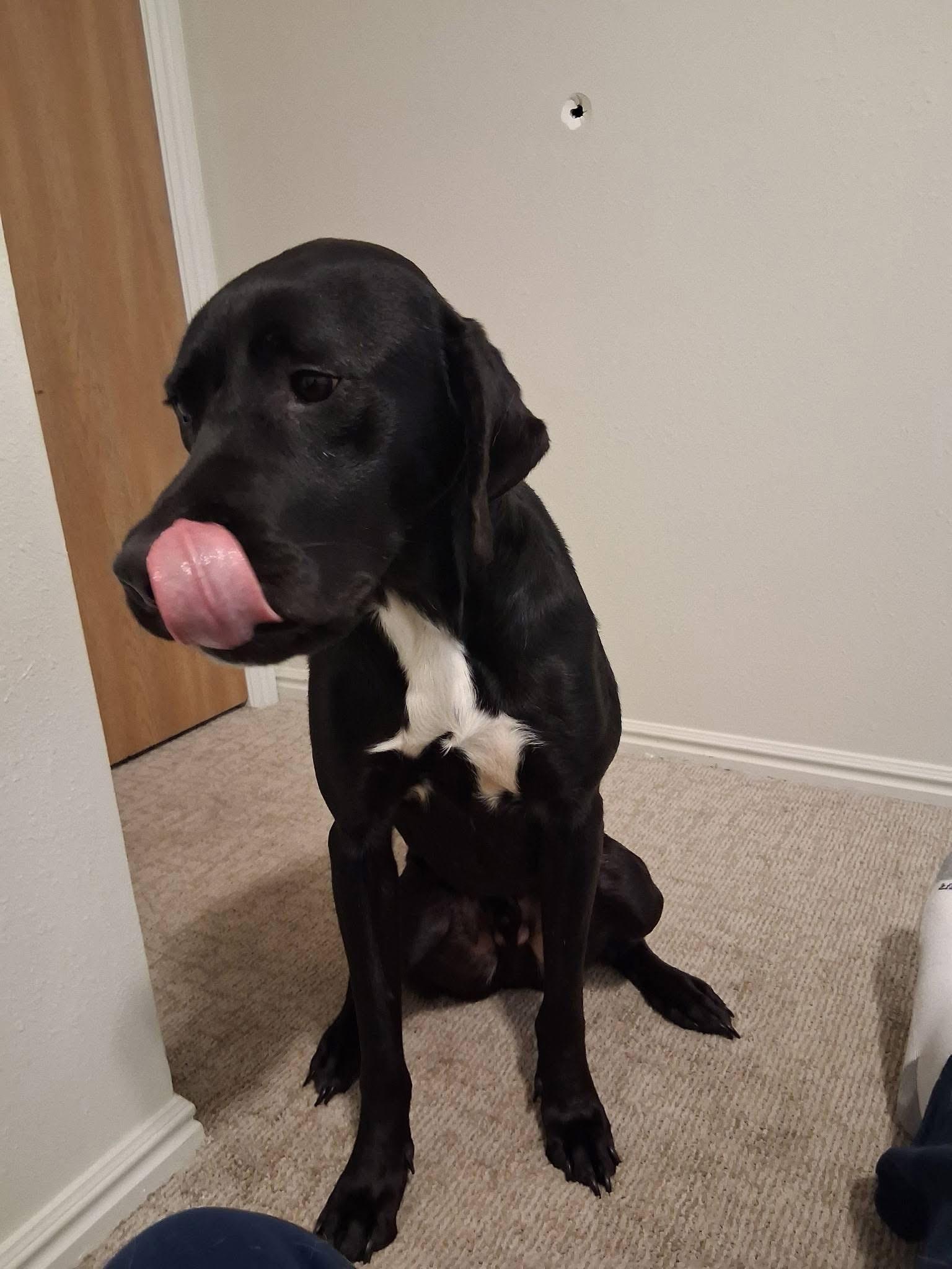 Enlarge Duke, an adopted mixed breed in Coarsegold, CA image 3/4