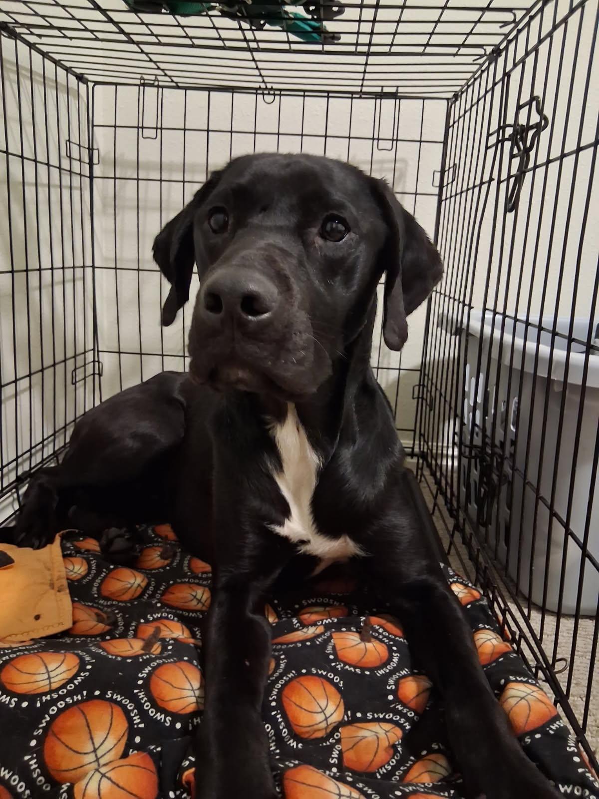 Enlarge Duke, an adopted mixed breed in Coarsegold, CA image 1/4