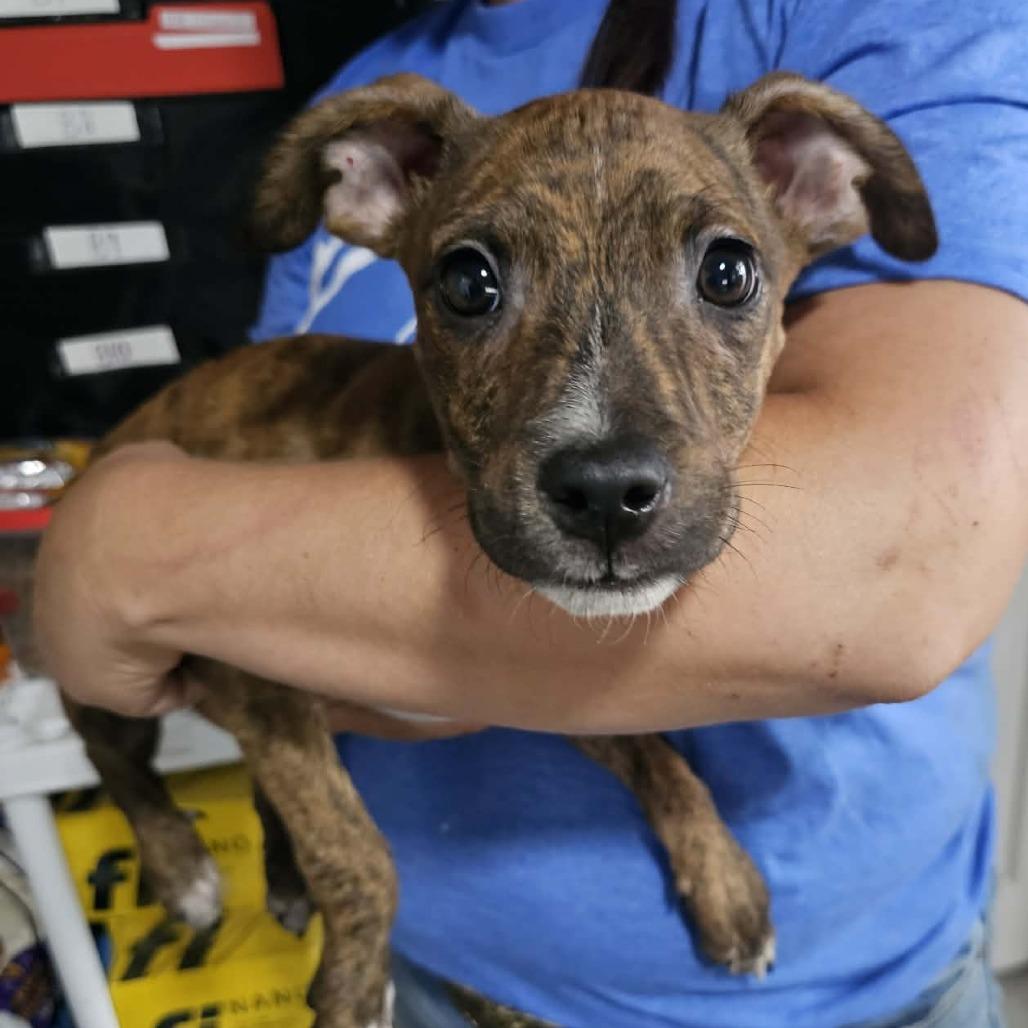 Jughead, Adoptable, Puppy Male Mixed Breed.