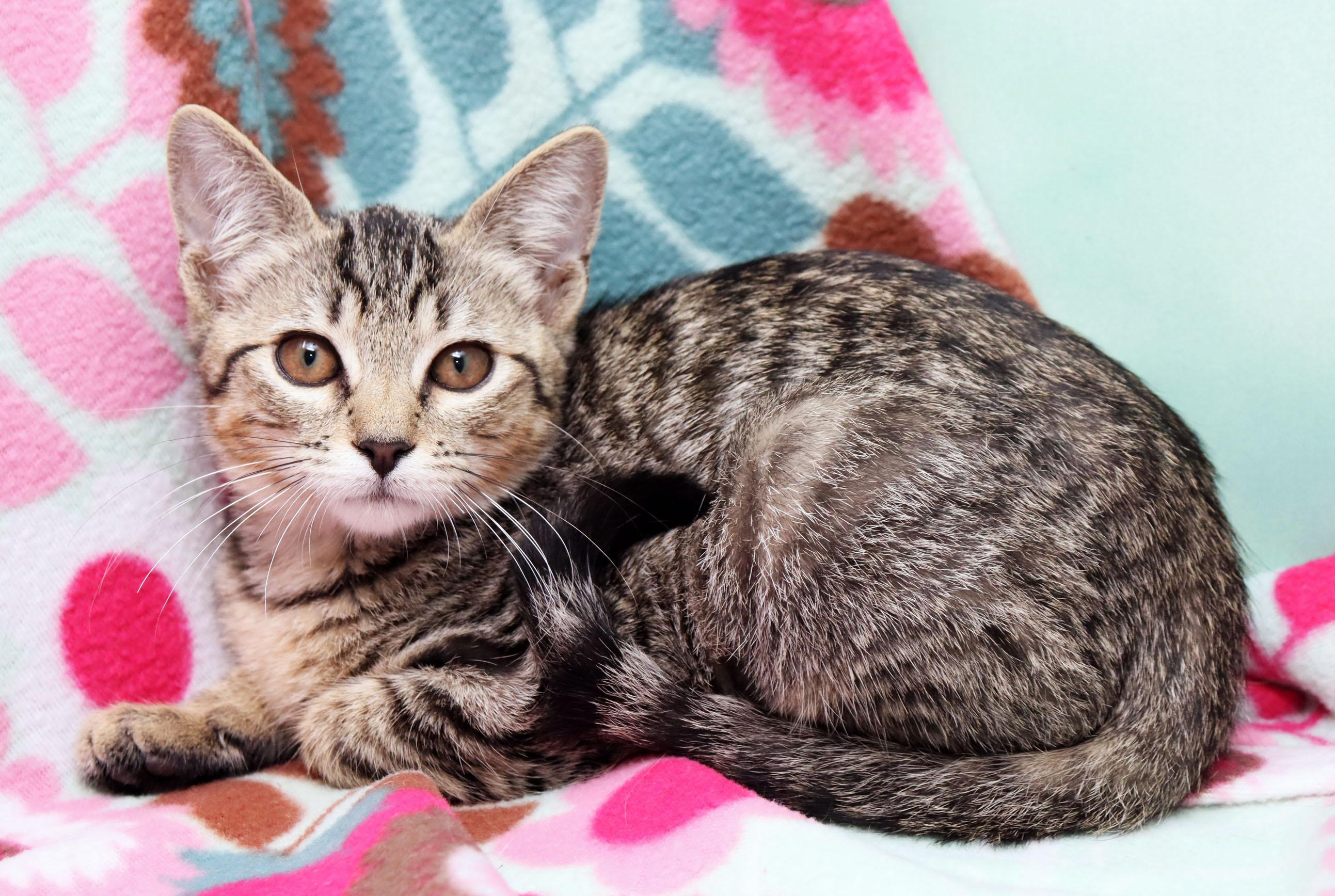 Cinnamon, a ADOPTABLE Domestic Short Hair in Tierra Verde, FL image 2/3