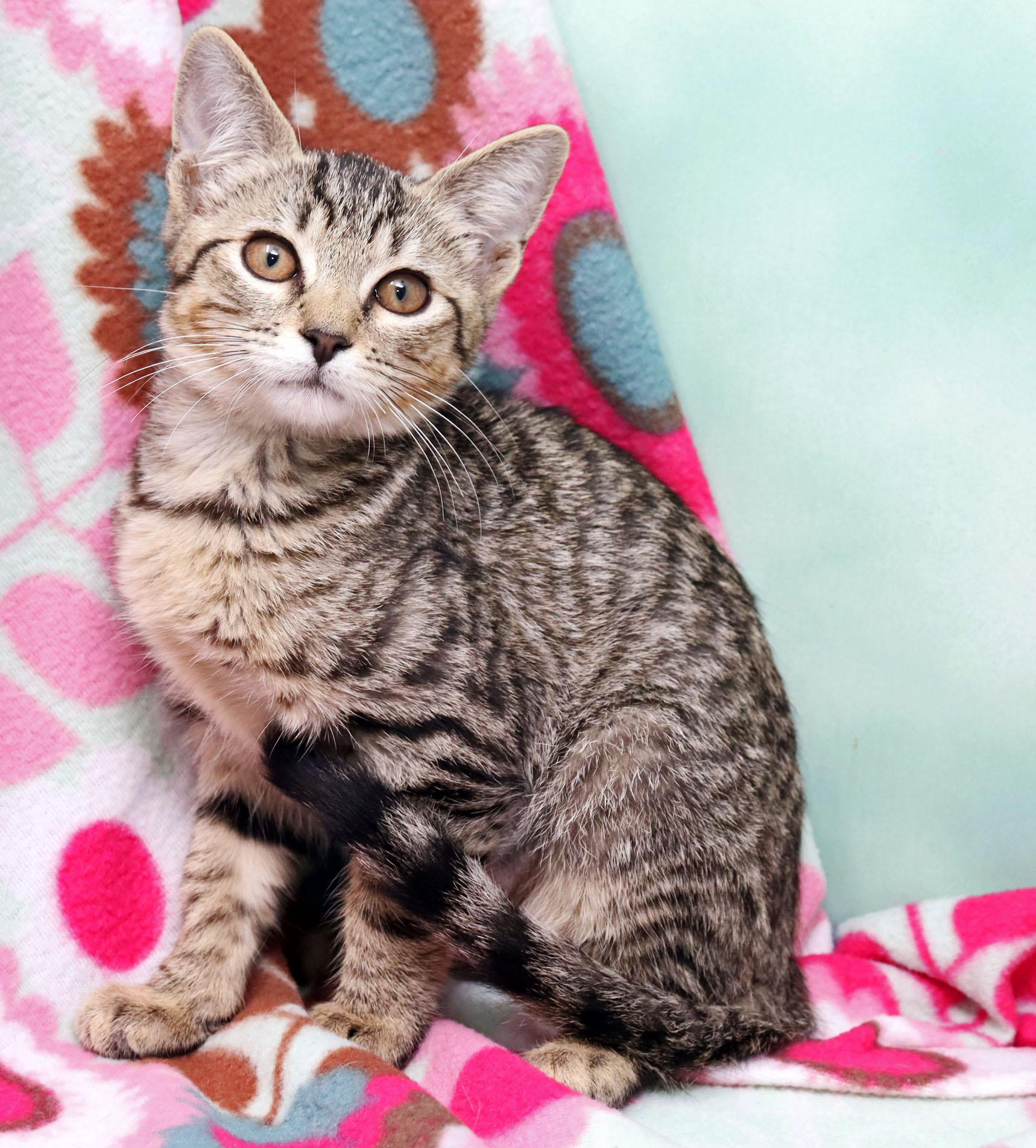 Cinnamon, a ADOPTABLE Domestic Short Hair in Tierra Verde, FL image 3/3