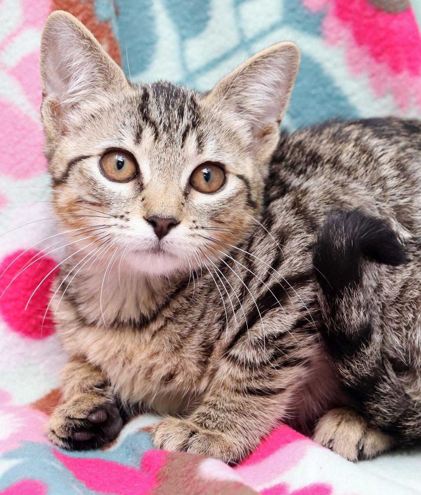 Cinnamon, a ADOPTABLE Domestic Short Hair in Tierra Verde, FL image 1/3
