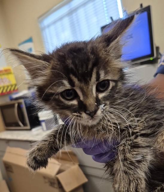 JUNIPER, Adoptable, Kitten Female Domestic Long Hair.
