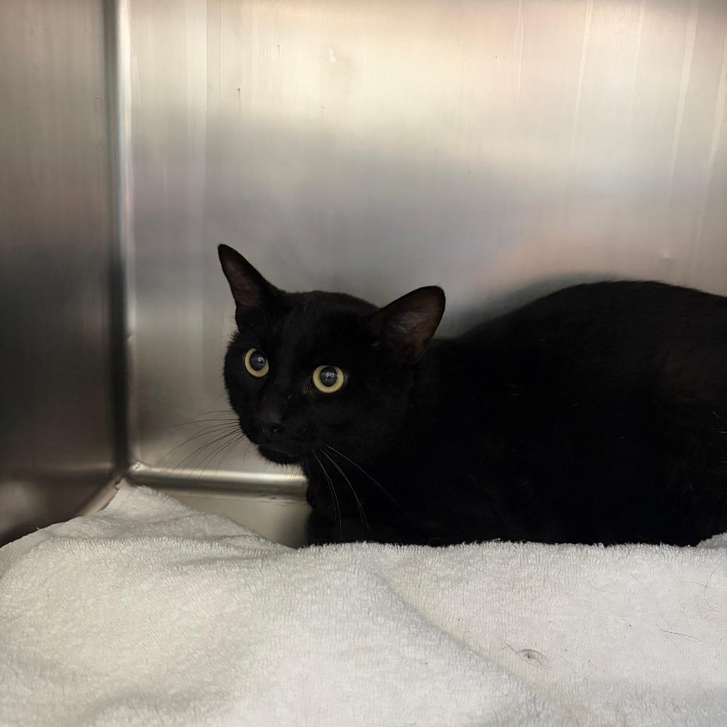 Enlarge Checkers, a Adoptable Domestic Short Hair in Council Bluffs, IA image 1/1