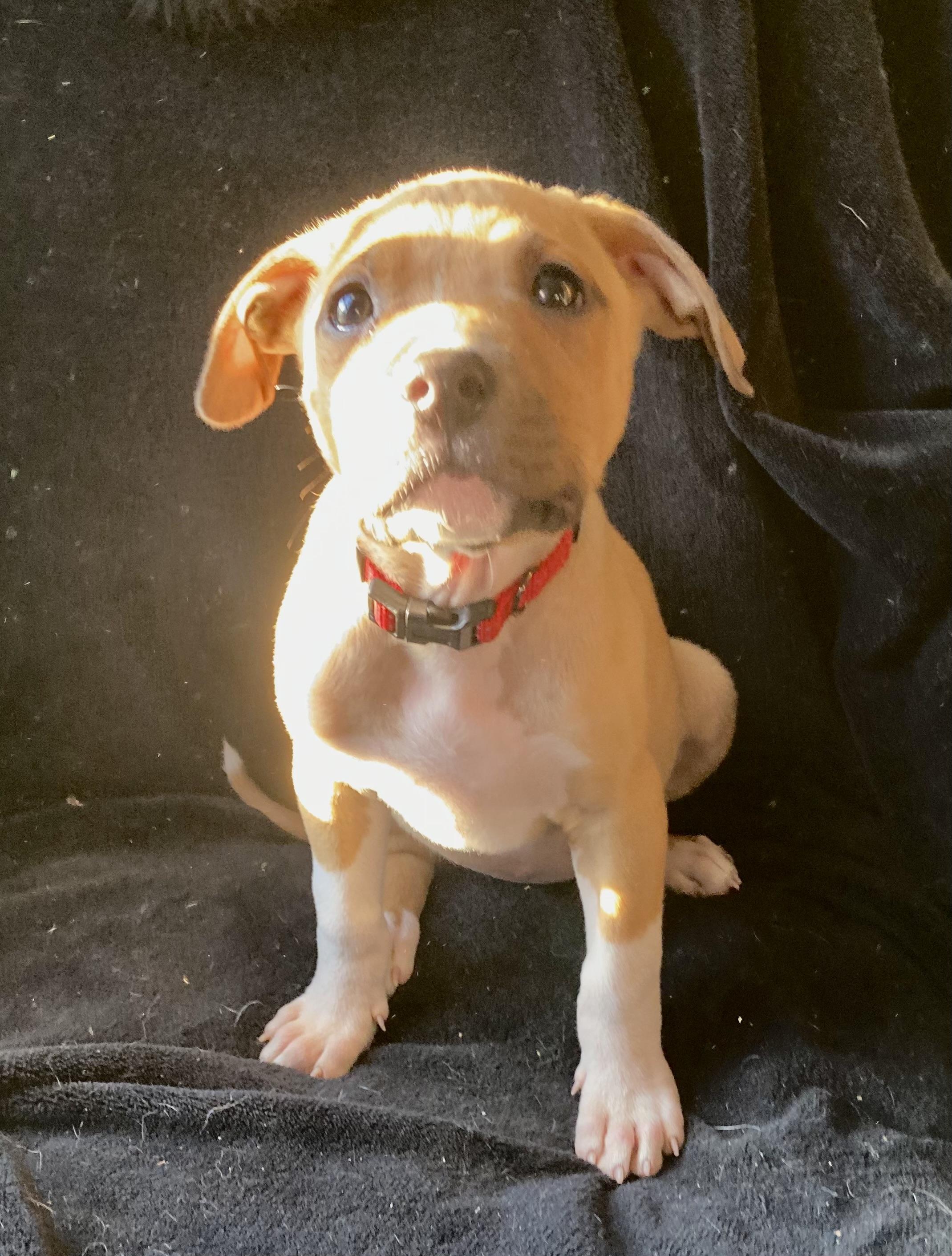 Enlarge Brandy, an adopted mixed breed in Kannapolis, NC image 3/5