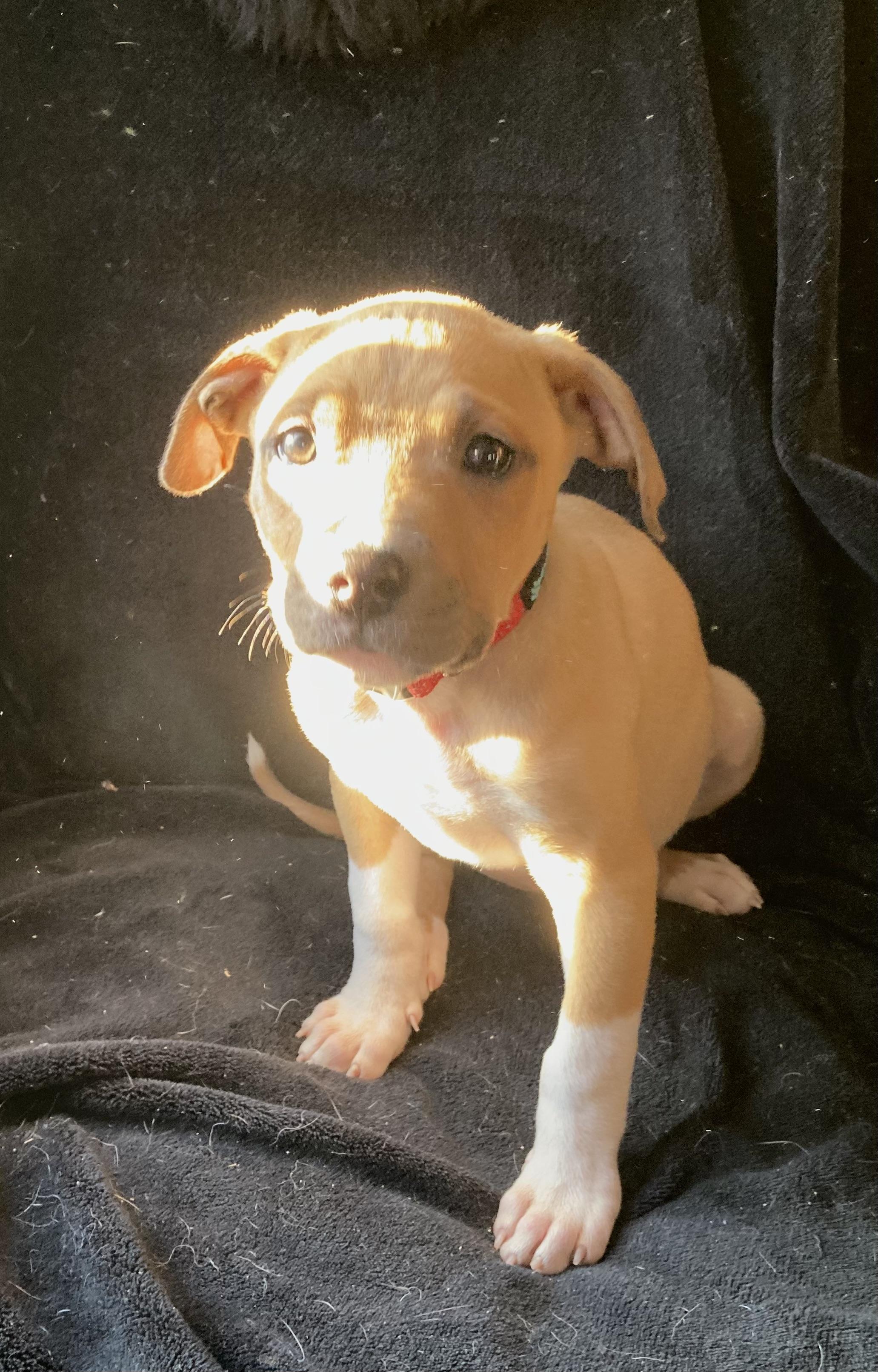 Enlarge Brandy, an adopted mixed breed in Kannapolis, NC image 4/5