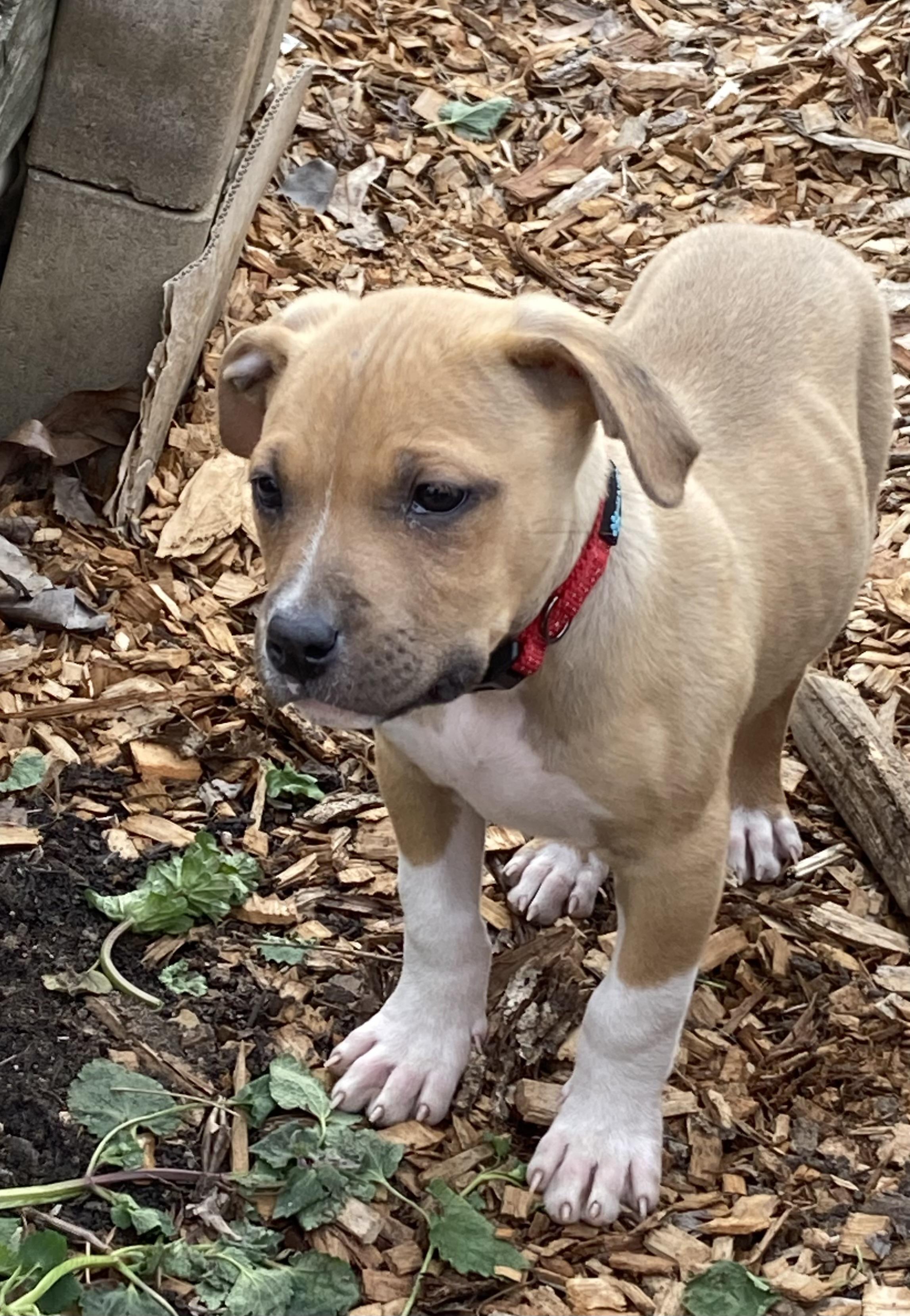 Enlarge Brandy, an adopted mixed breed in Kannapolis, NC image 5/5