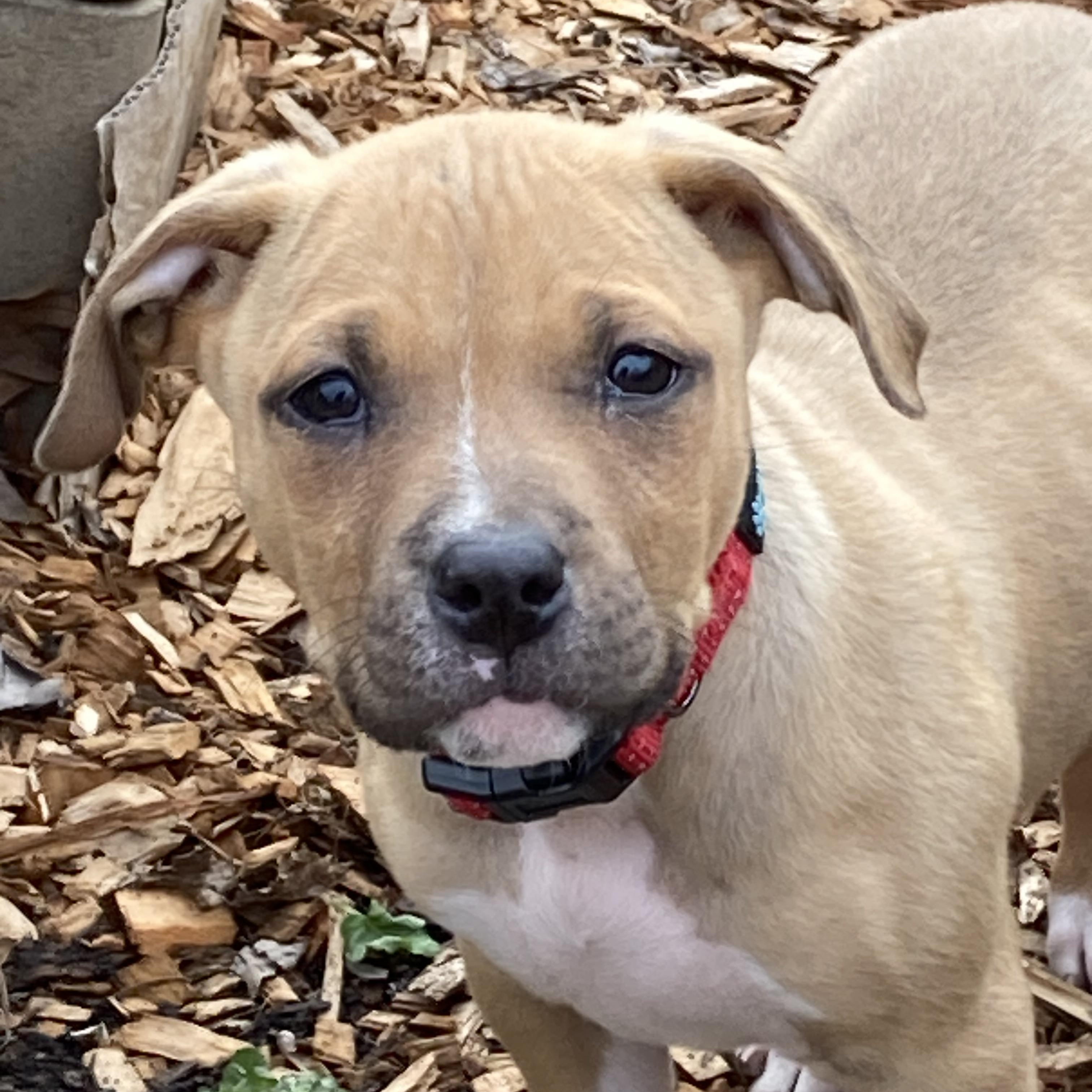 Enlarge Brandy, an adopted mixed breed in Kannapolis, NC image 2/5