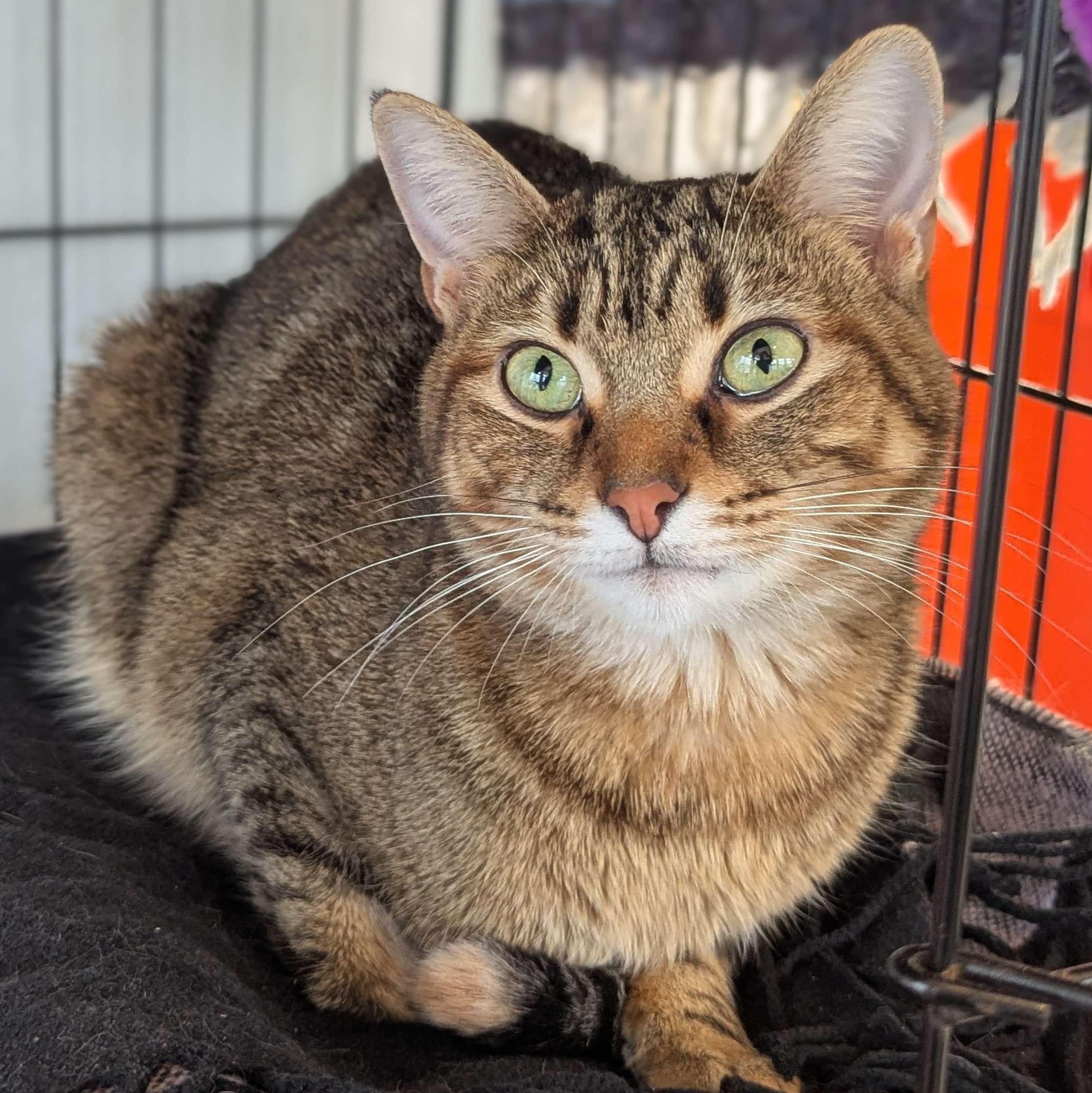 Firecracker aka Mila - Love Bug