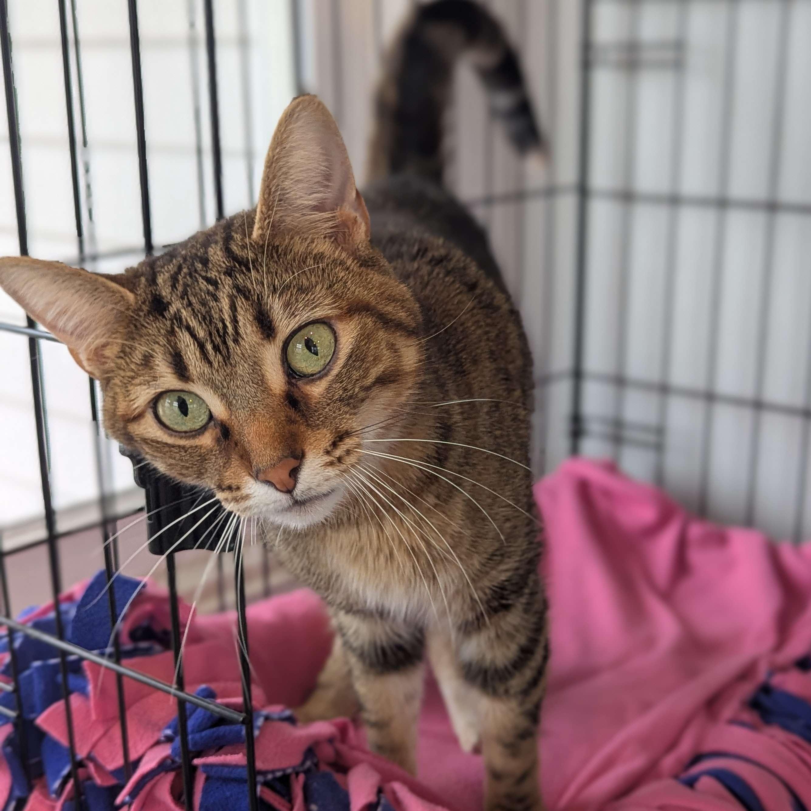 Firecracker aka Mila - Love Bug