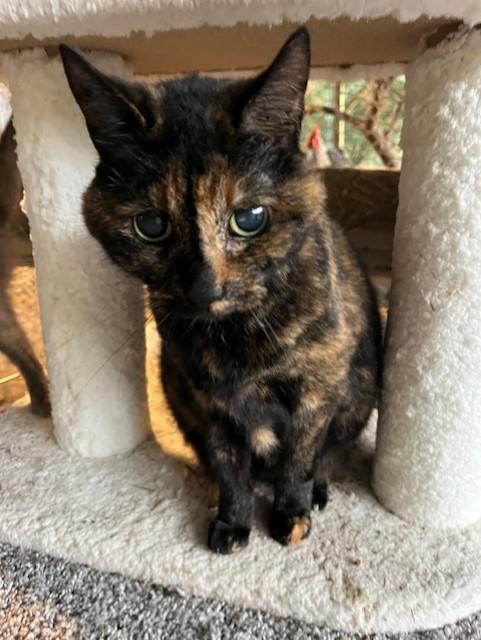 Missy, Adoptable, Senior Female Domestic Short Hair.