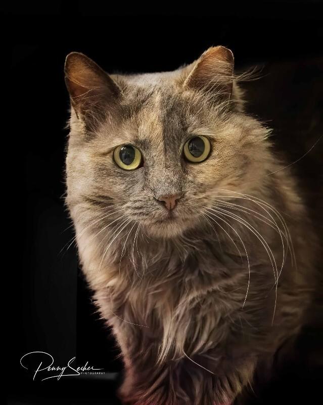 Cinnalicious, Adoptable, Adult Female Dilute Tortoiseshell.