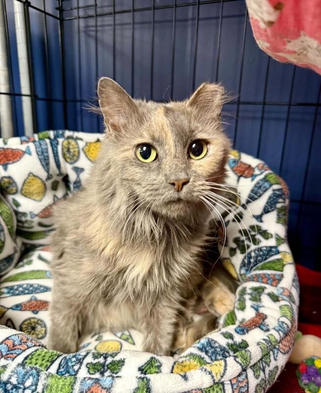 Enlarge Cinnalicious, a Adoptable Dilute Tortoiseshell in Belton, MO image 2/2
