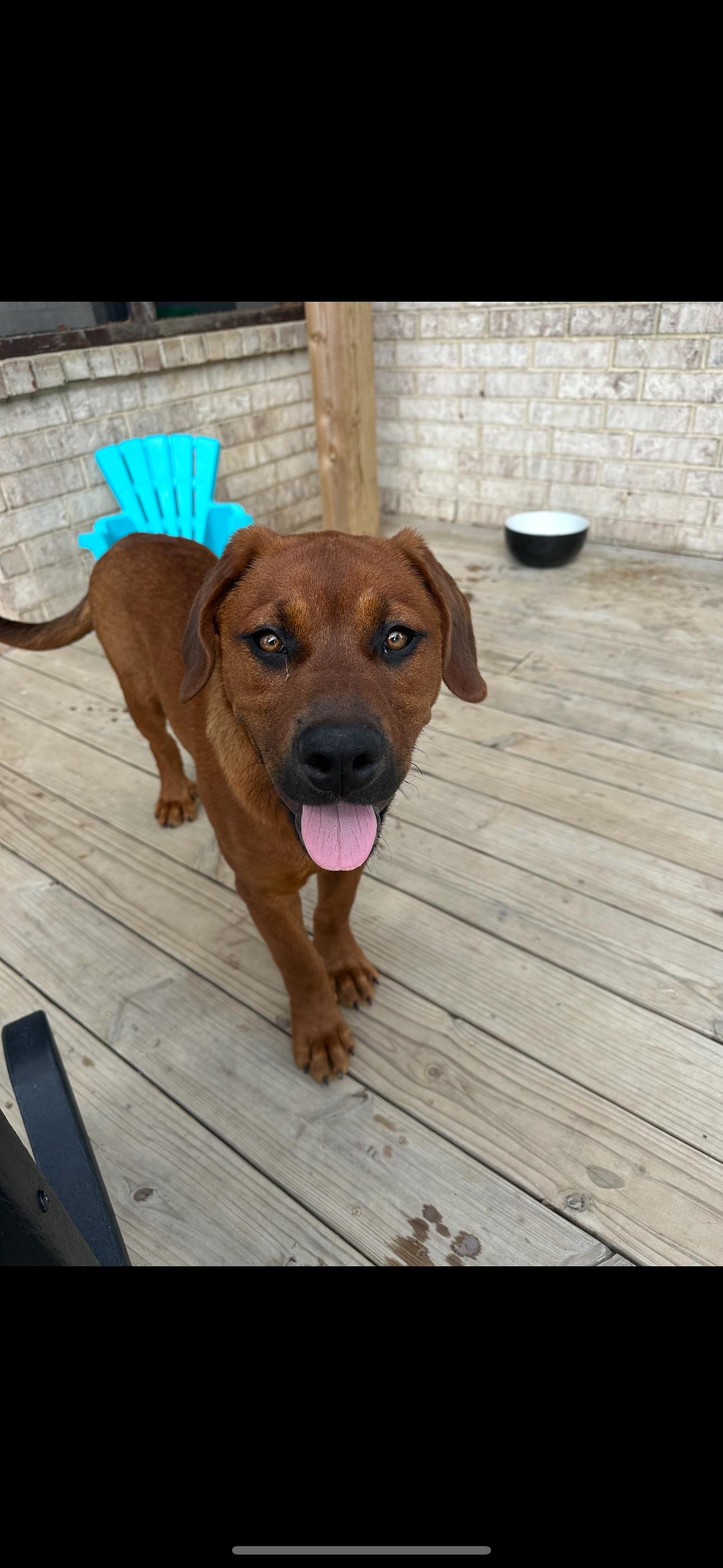 May, a Adoptable mixed breed in Marion, AR image 1/3