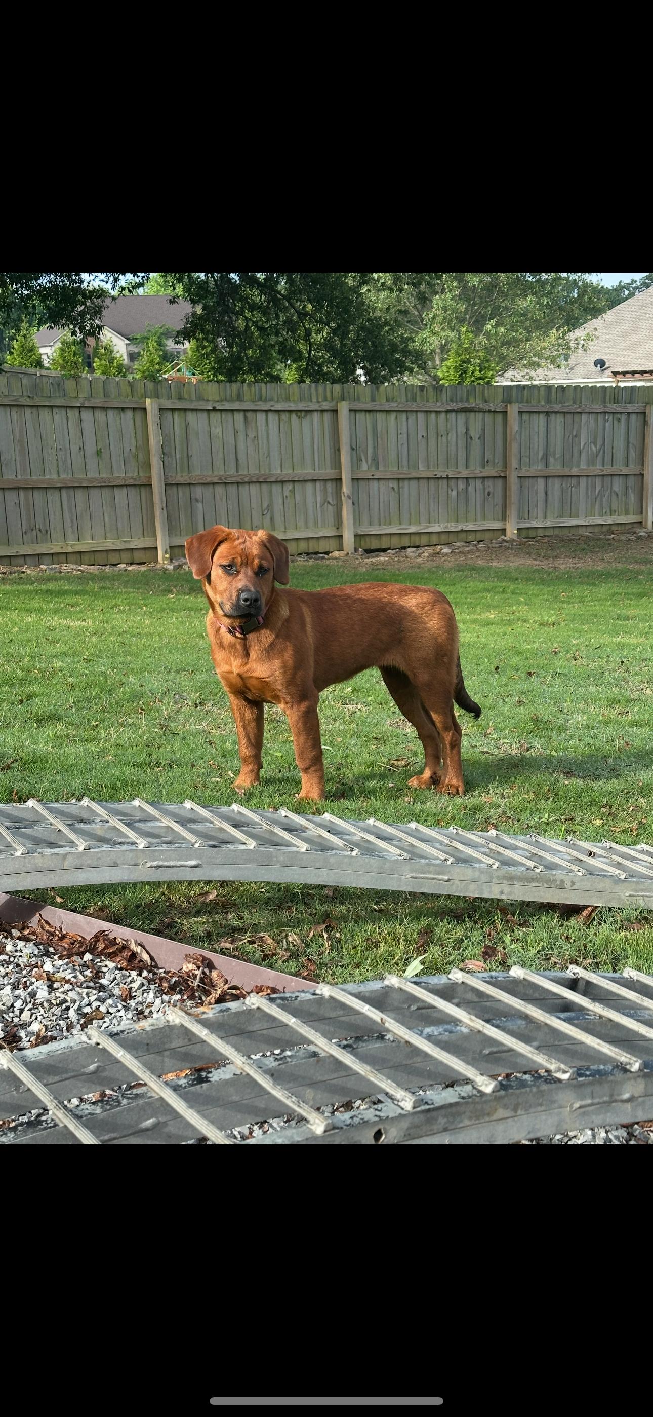 May, a Adoptable mixed breed in Marion, AR image 2/3